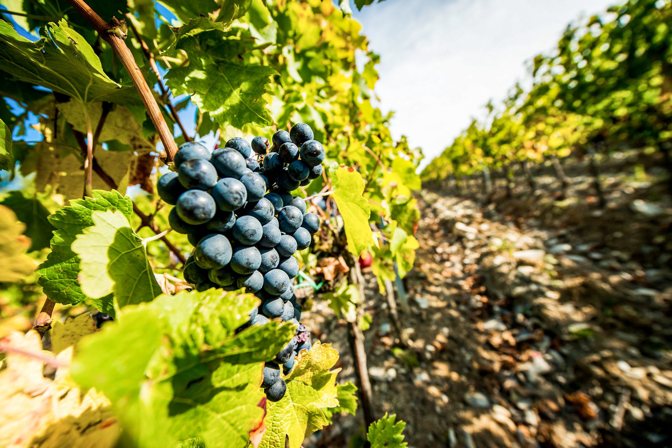 wine tour in Florence — SMALL GROUP TOUR to Tuscan wineries with lunch or dinner