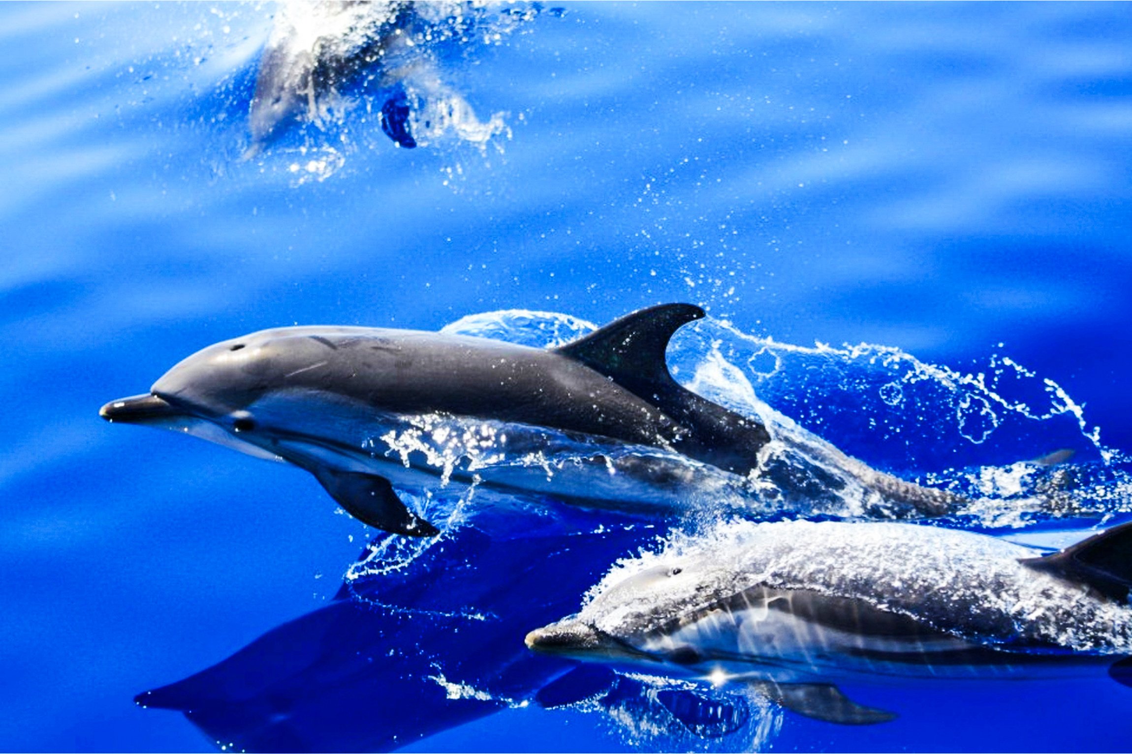 Dolphin & Whale Speedboat Safari with Ocean Swim