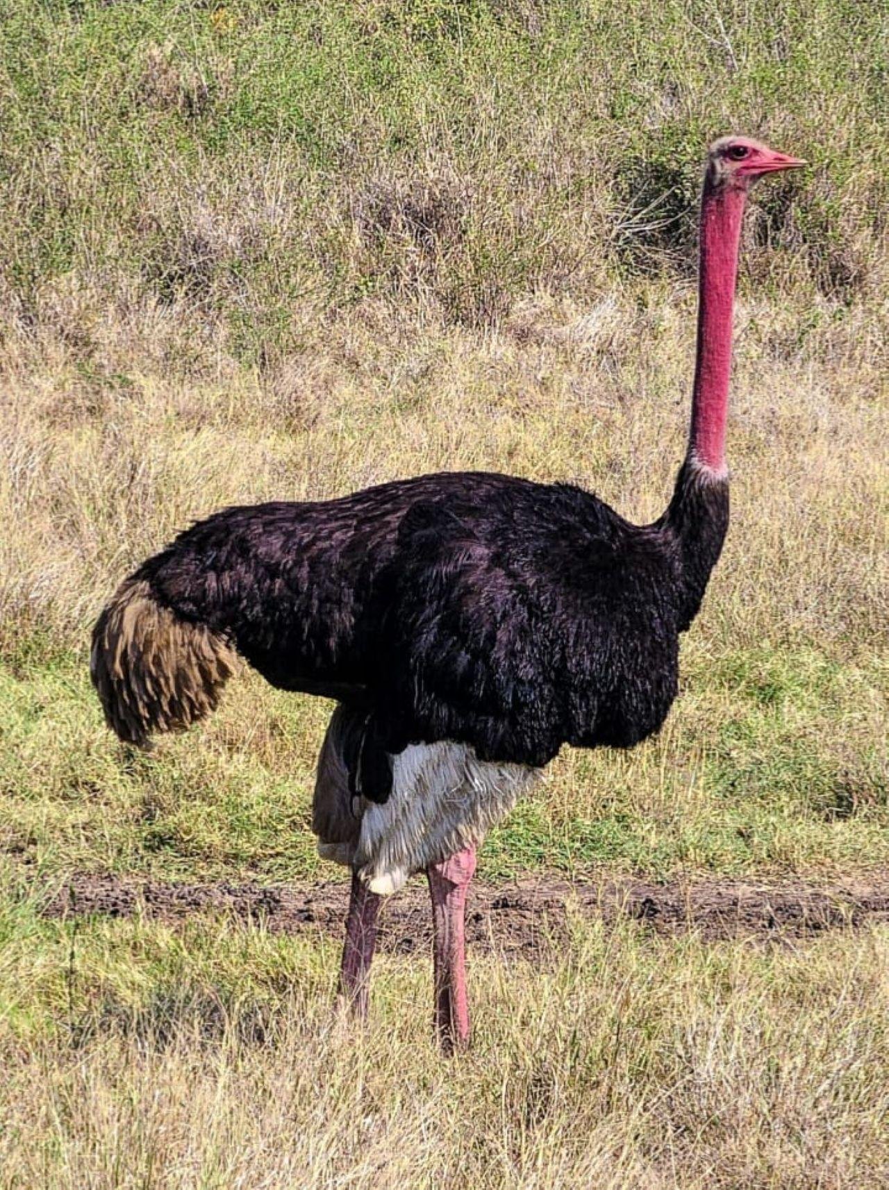 3-Day Maasai Mara Shared Jeep Safari from Nairobi