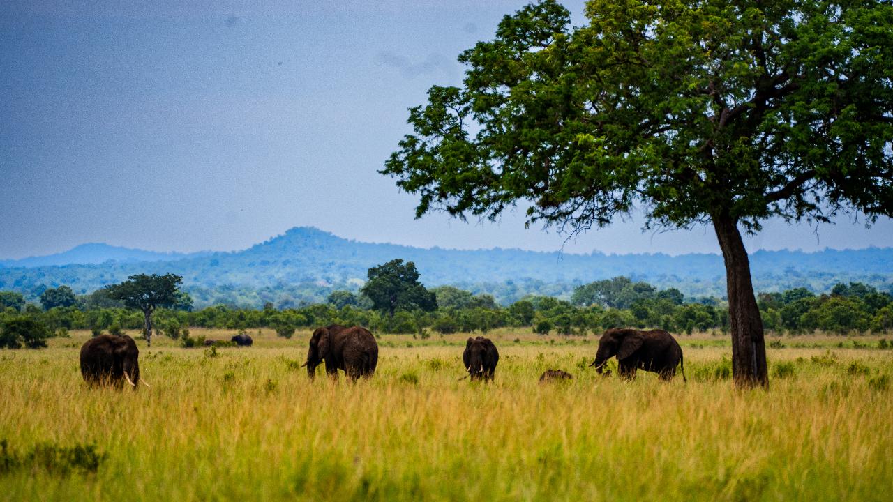 Zanzibar to Mikumi: Fly-In Safari Day Trip with Bush Lunch