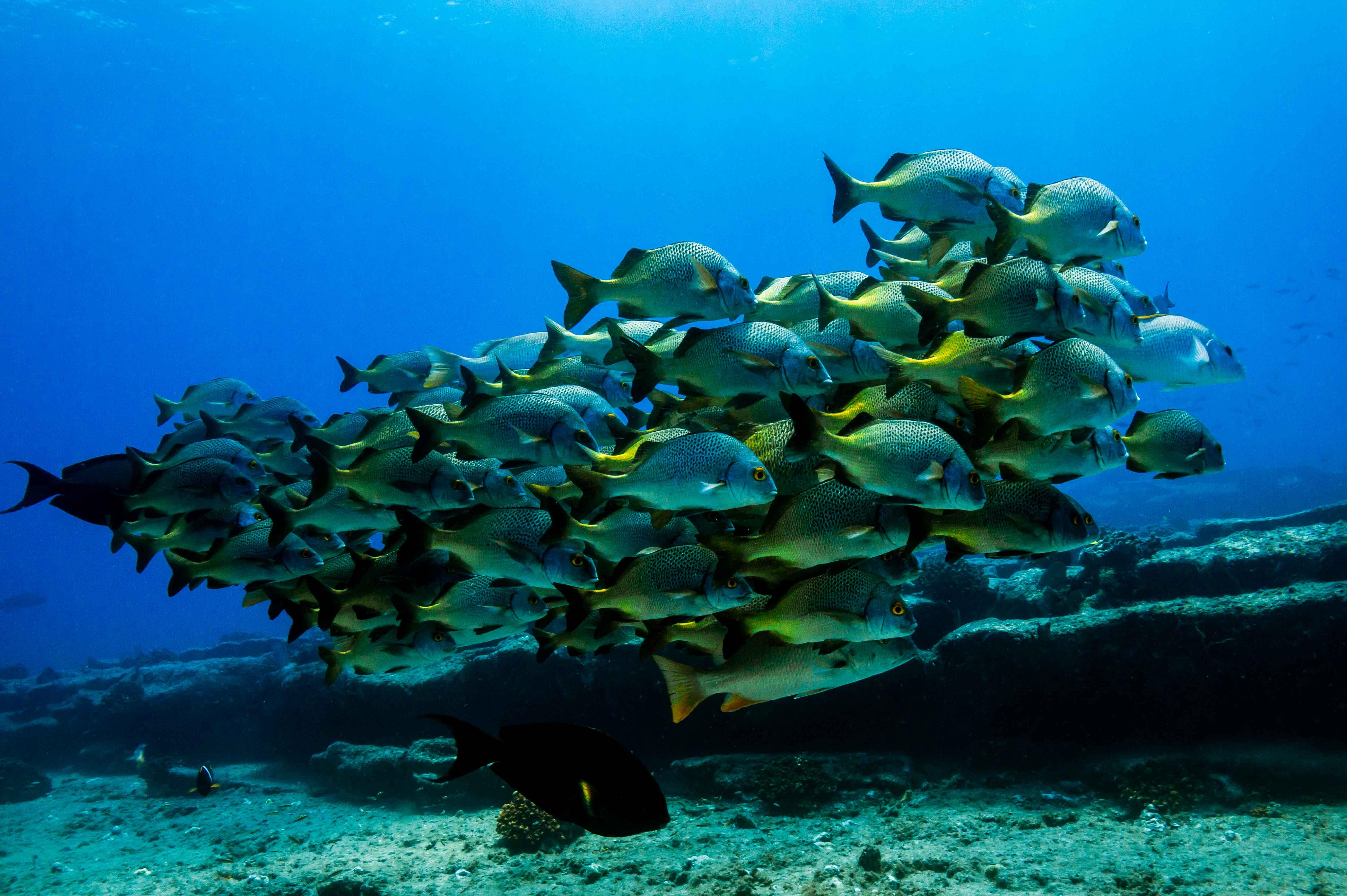 Cabo San Lucas Marine Park: Two-Tank Scuba Diving Adventure
