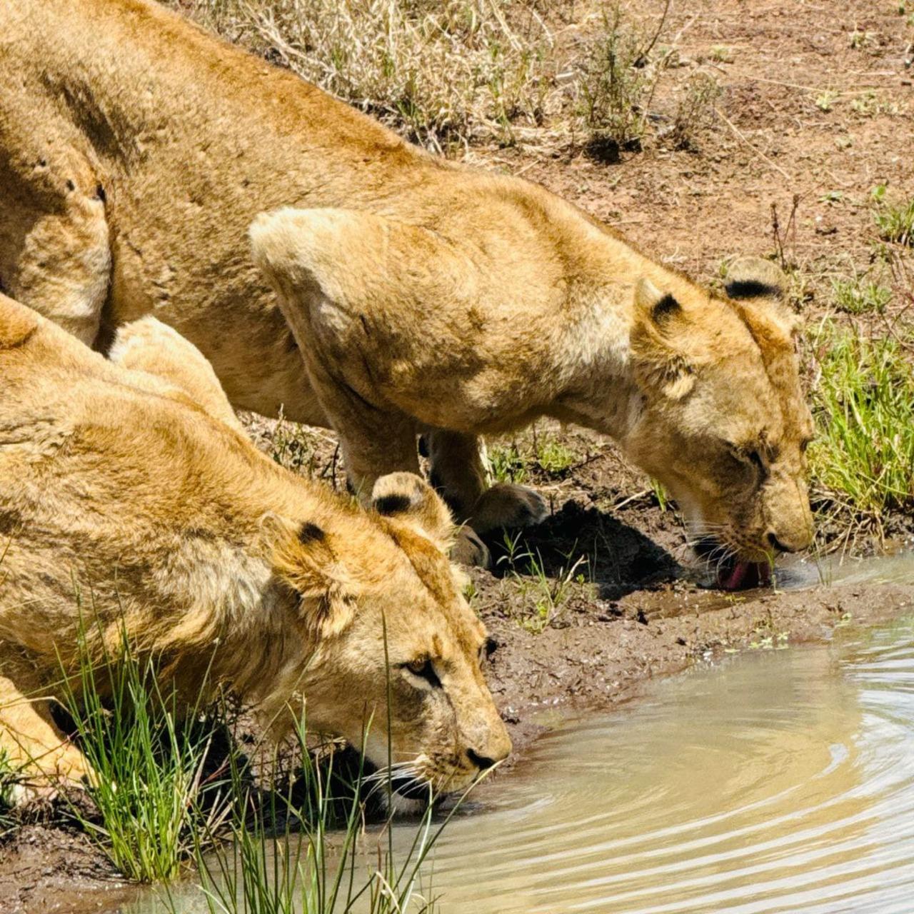 Nairobi National Park Half-Day Wildlife Safari