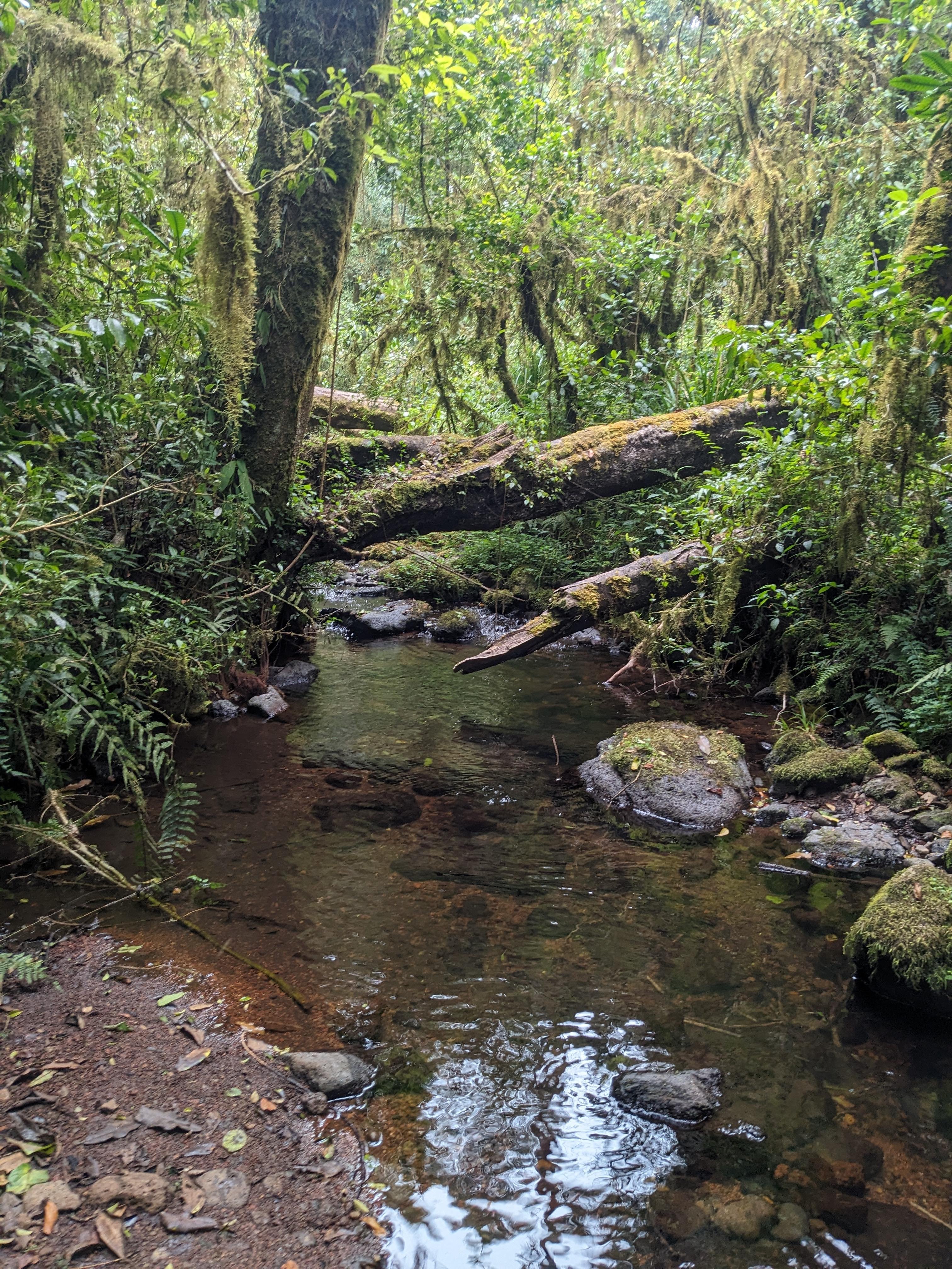 Kilimanjaro Day Trek via Marangu Route