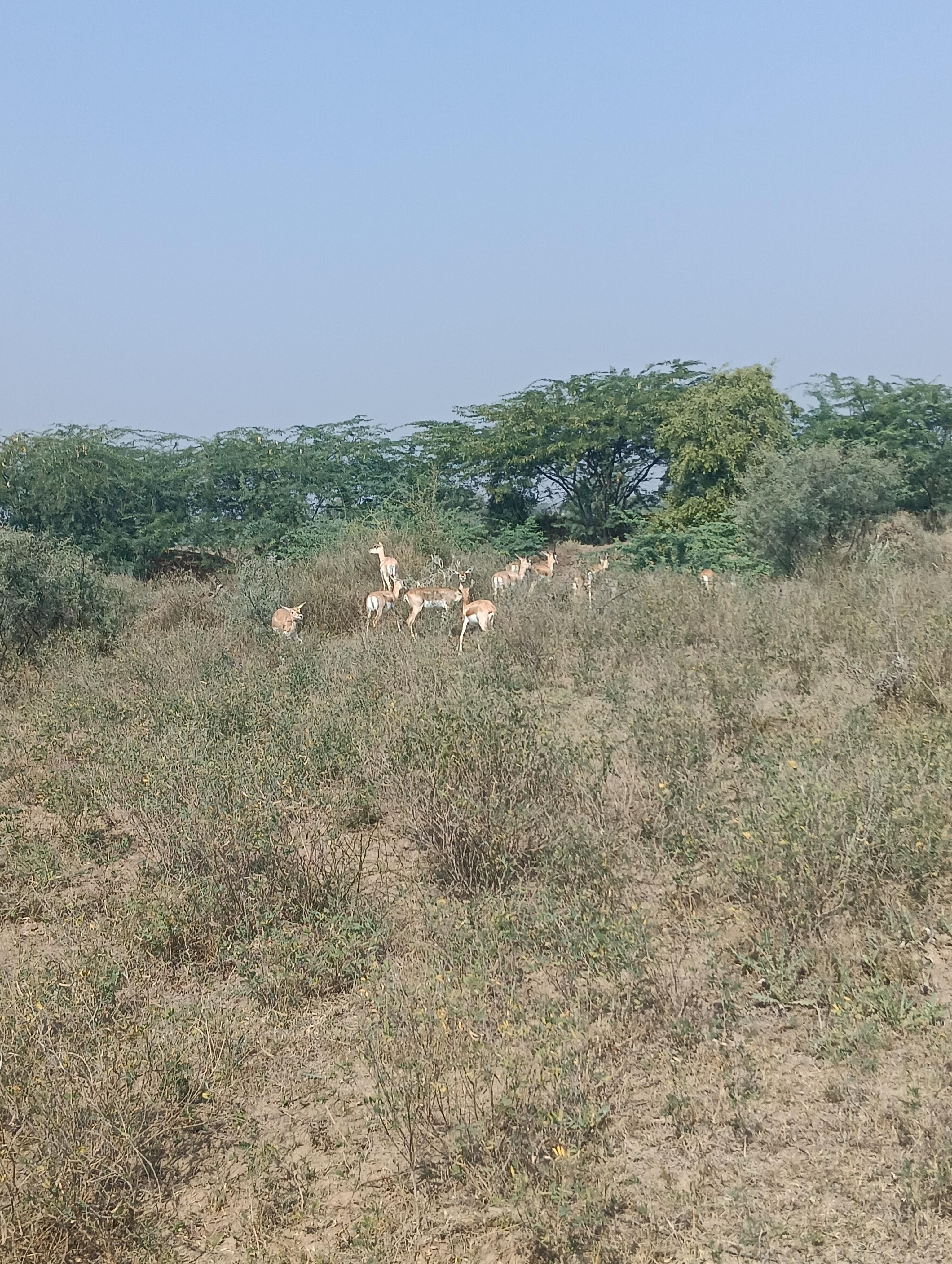 Bishnoi Village Cultural Jeep Safari