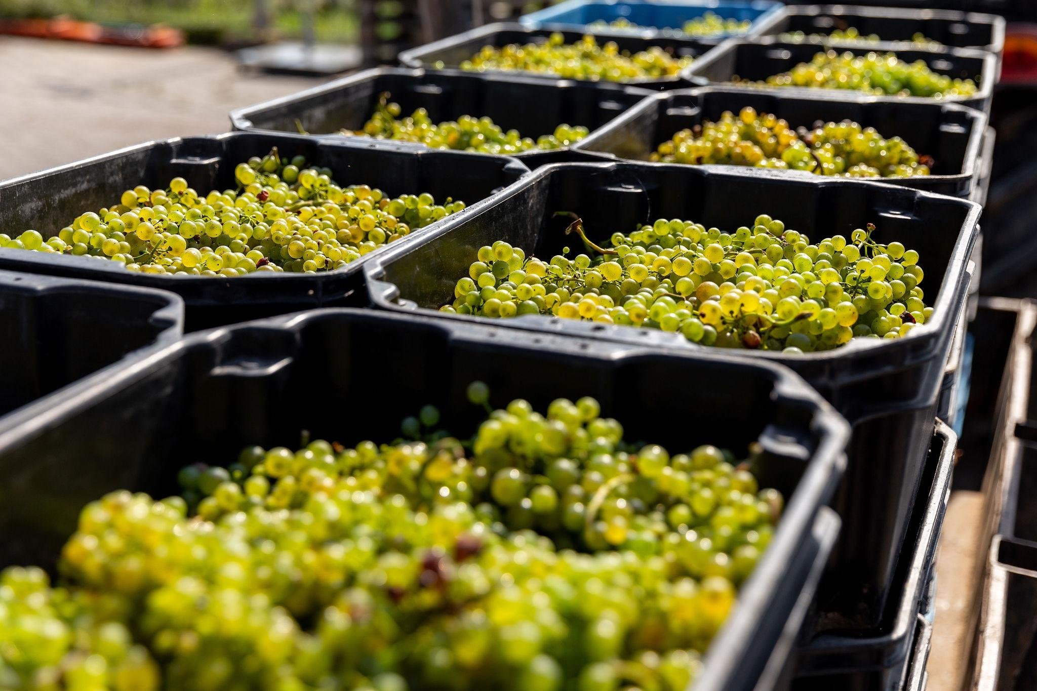 Tokaj Vineyard Grape Harvest Day Trip