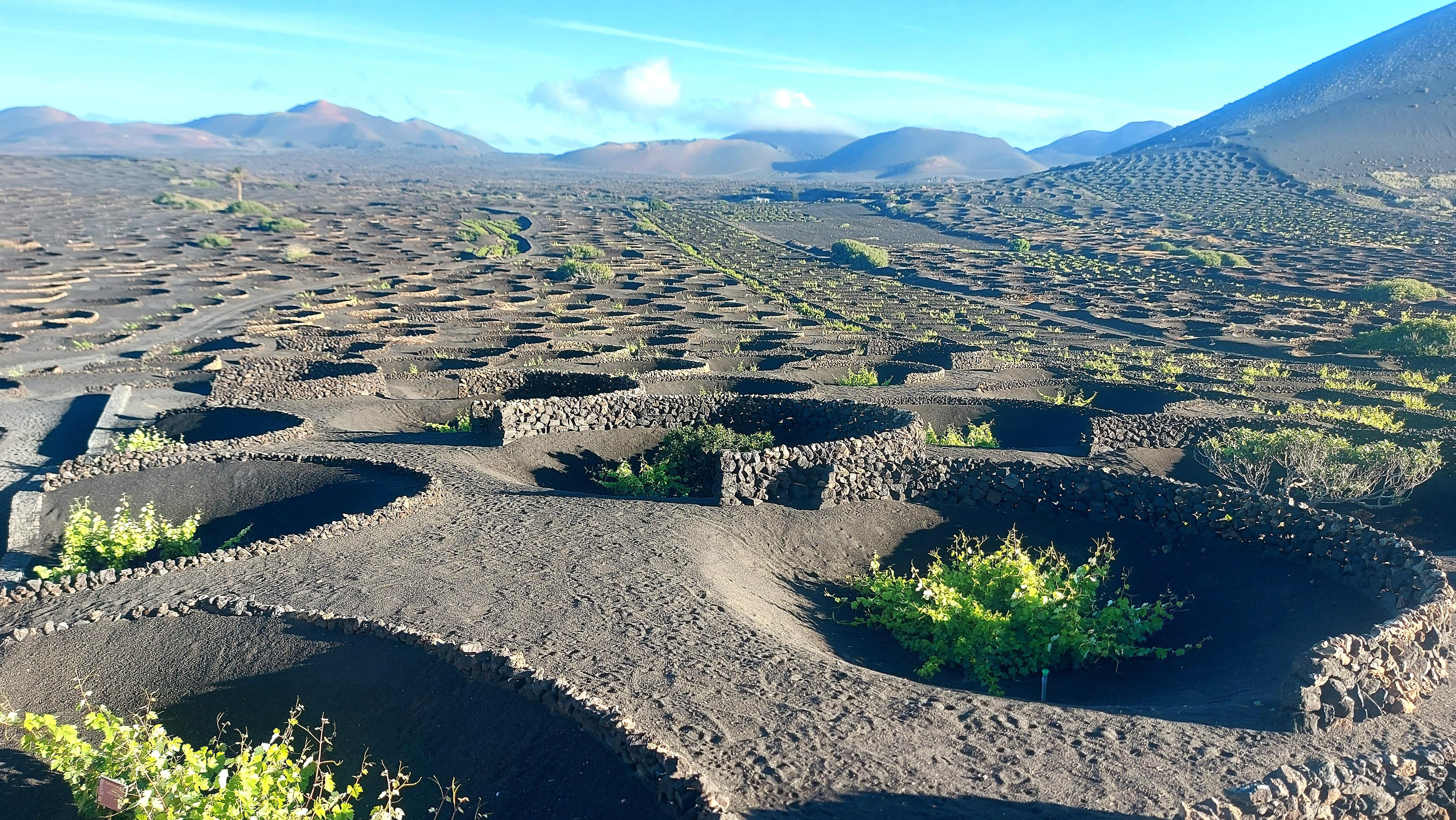 La Geria Volcano & Vineyard Hike with Wine Tasting
