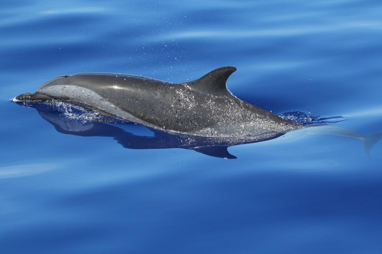 Dolphin Watching Adventure in Puerto Escondido