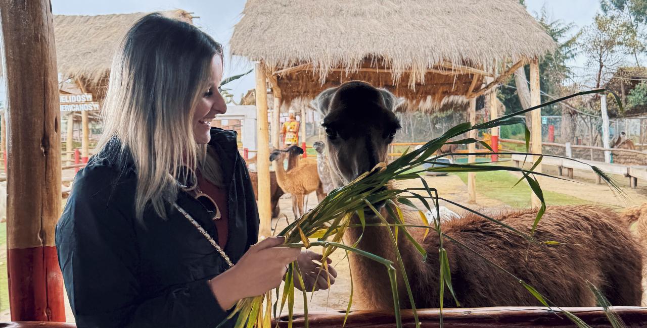 Awana Kancha Alpaca Farm & Cristo Blanco Viewpoint Tour