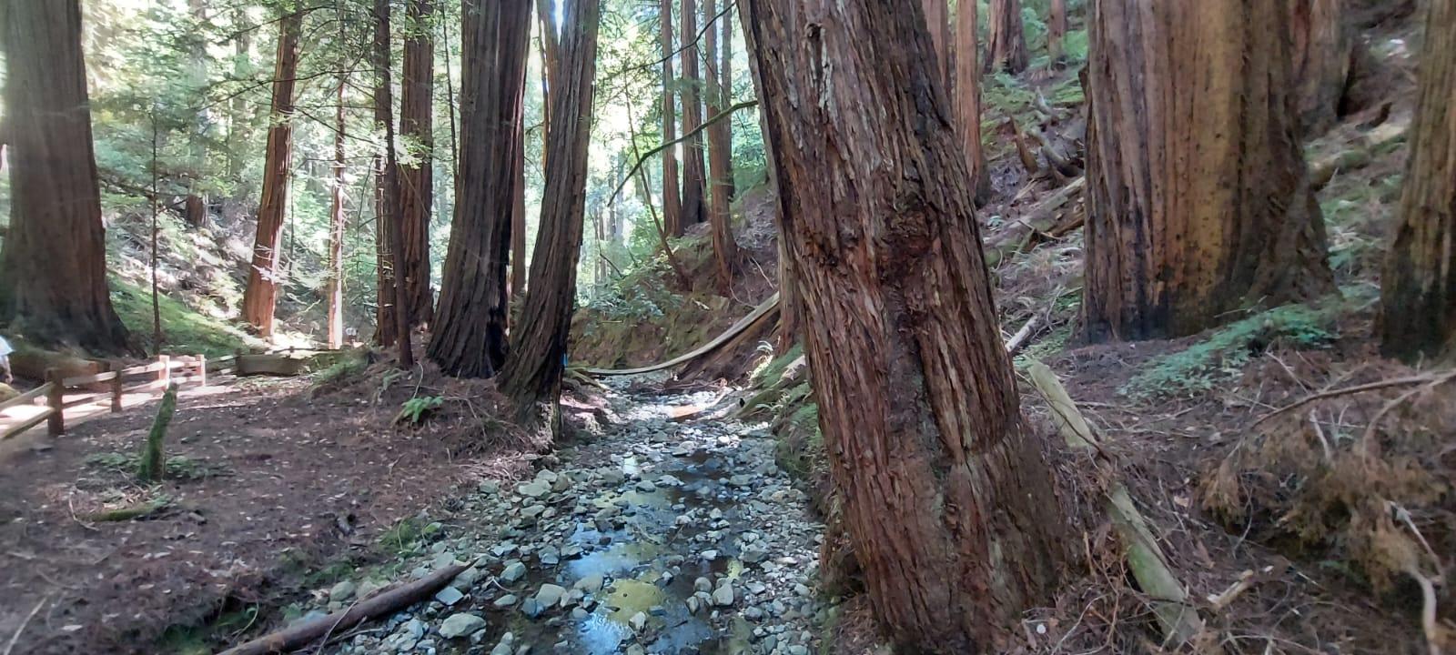 Muir Woods, Sausalito, and Exclusive Alcatraz Night Tour