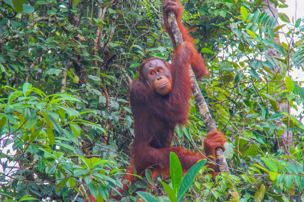 Orangutan Encounter at Semenggoh Wildlife Centre