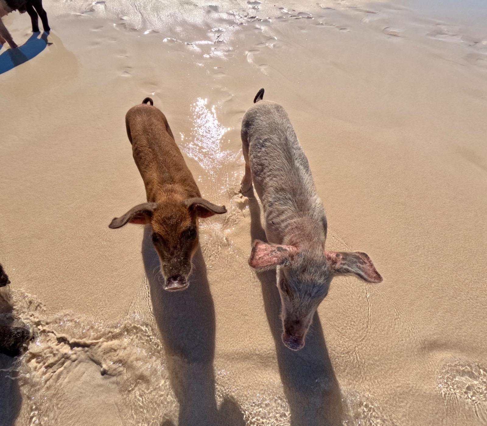Nassau Private Boat & Snorkel Adventure