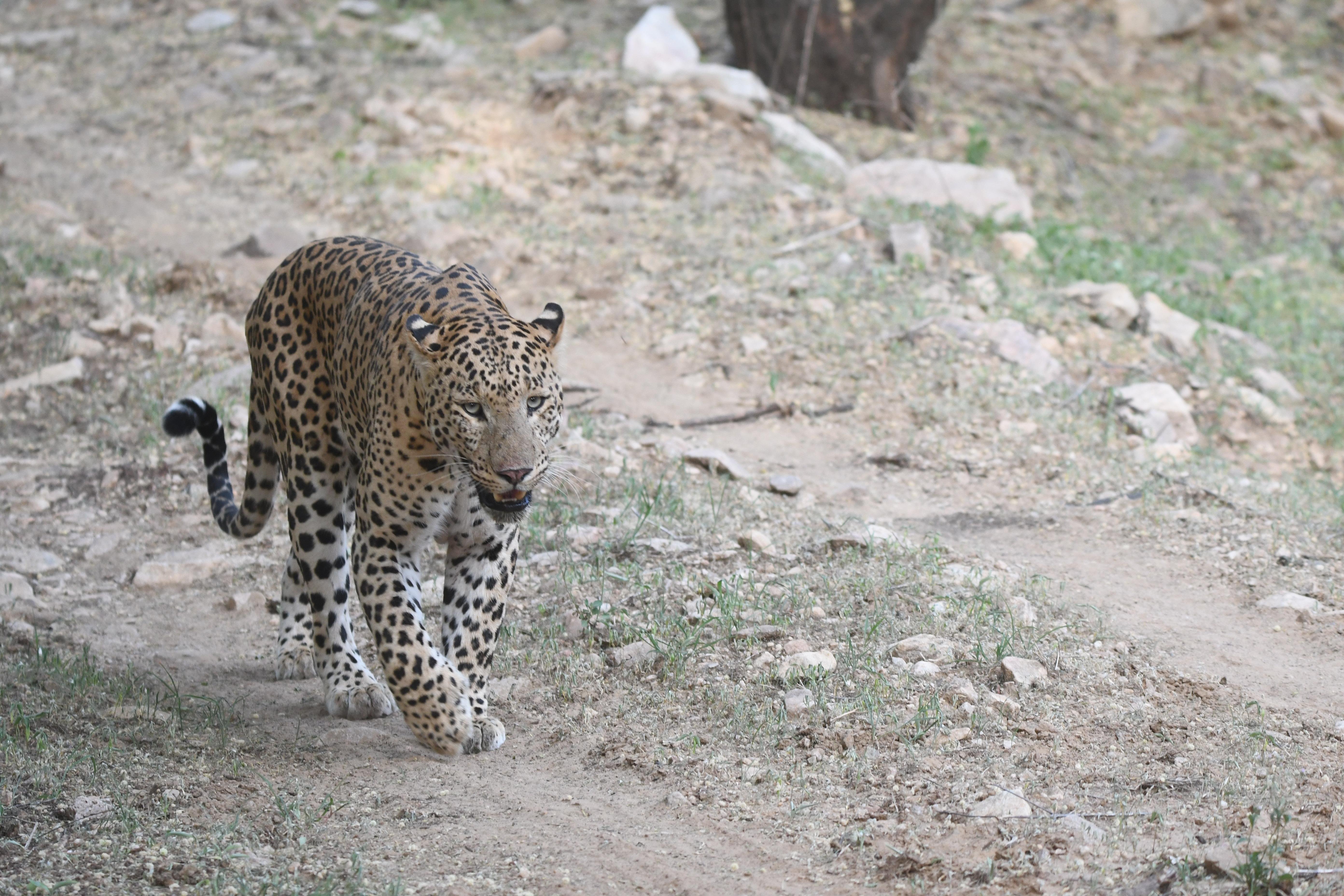 Jhalana Leopard Safari – Jaipur Wildlife Adventure