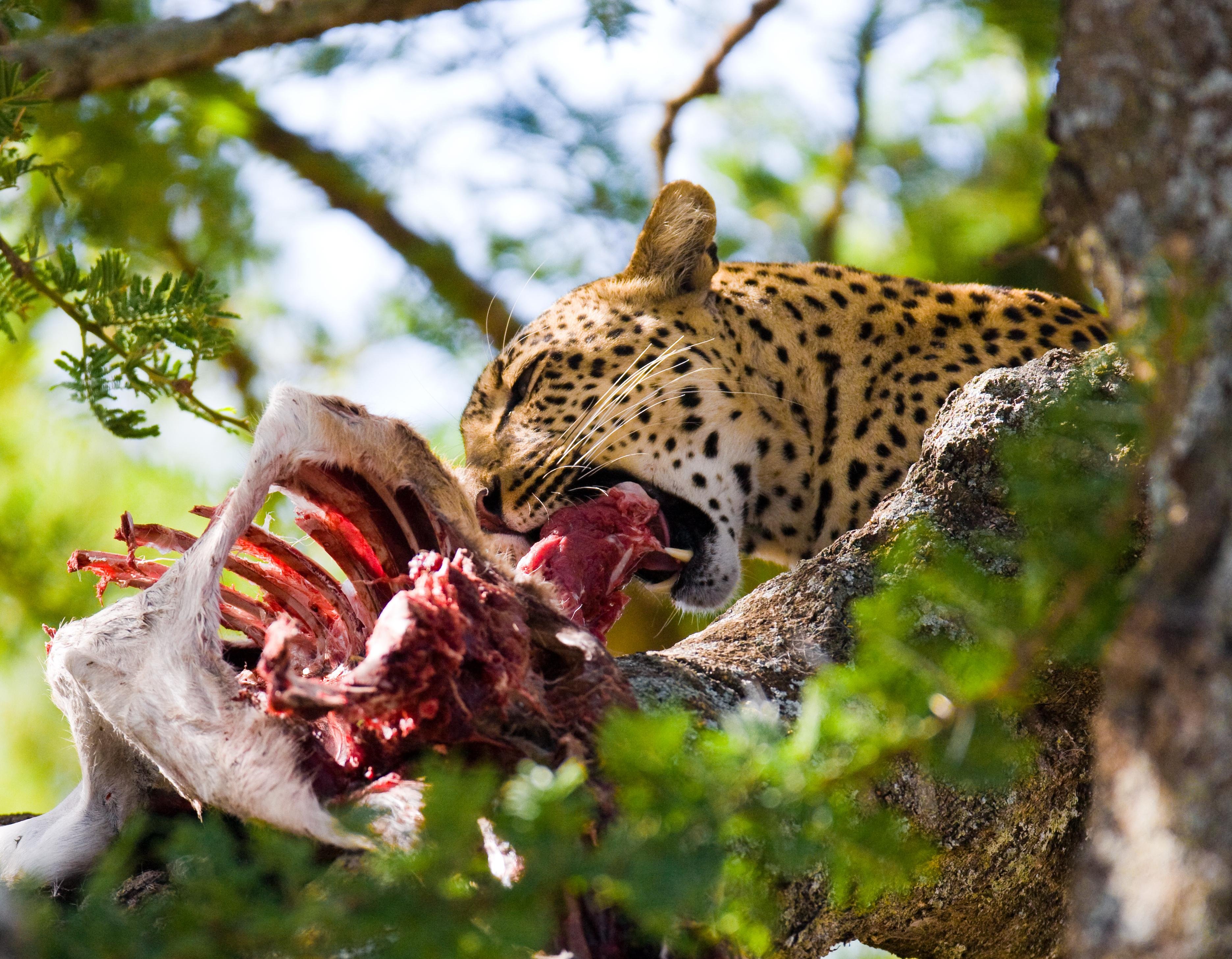 Maasai Mara National Reserve Full-Day Safari from Nairobi
