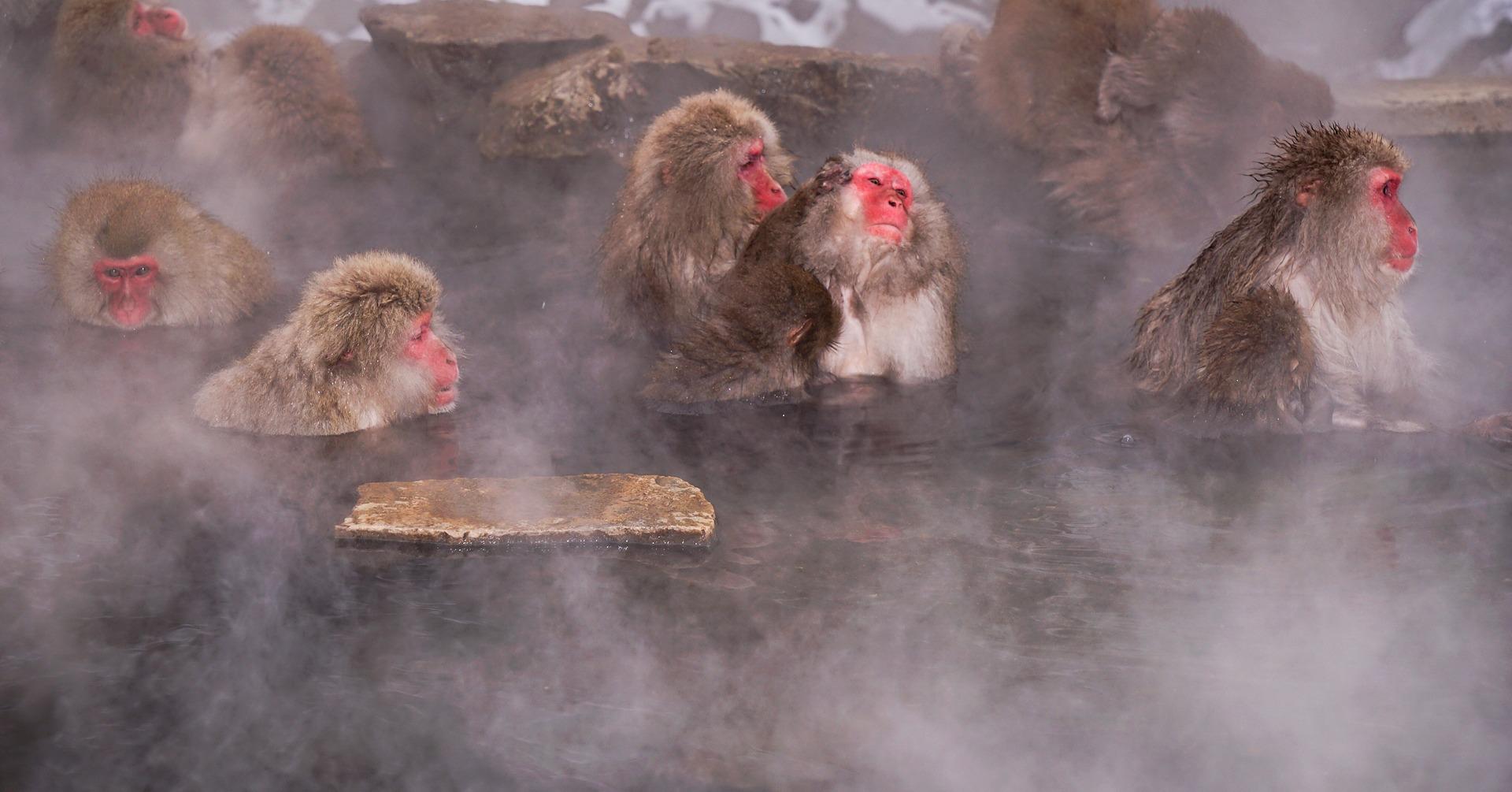 Nagano Snow Monkey & Zenkoji Temple Private Day Tour from Tokyo