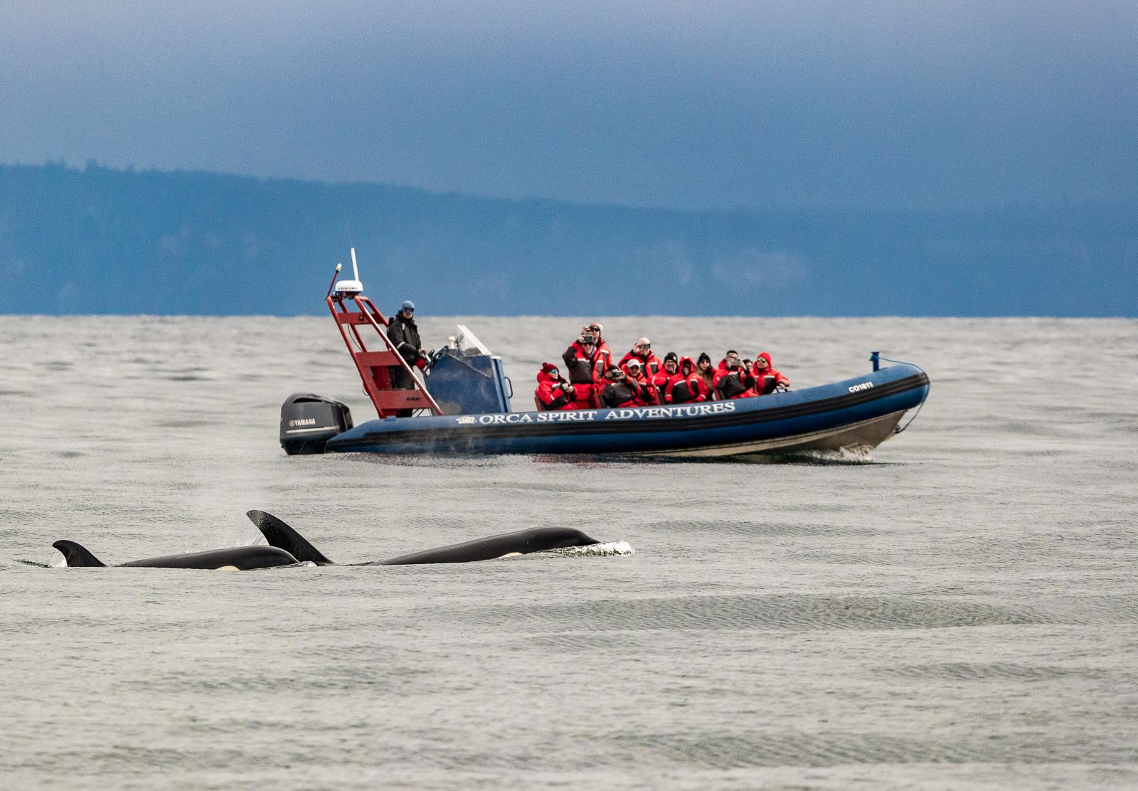 Vancouver whale watching tour — orcas and marine wildlife in the Salish Sea — image 5