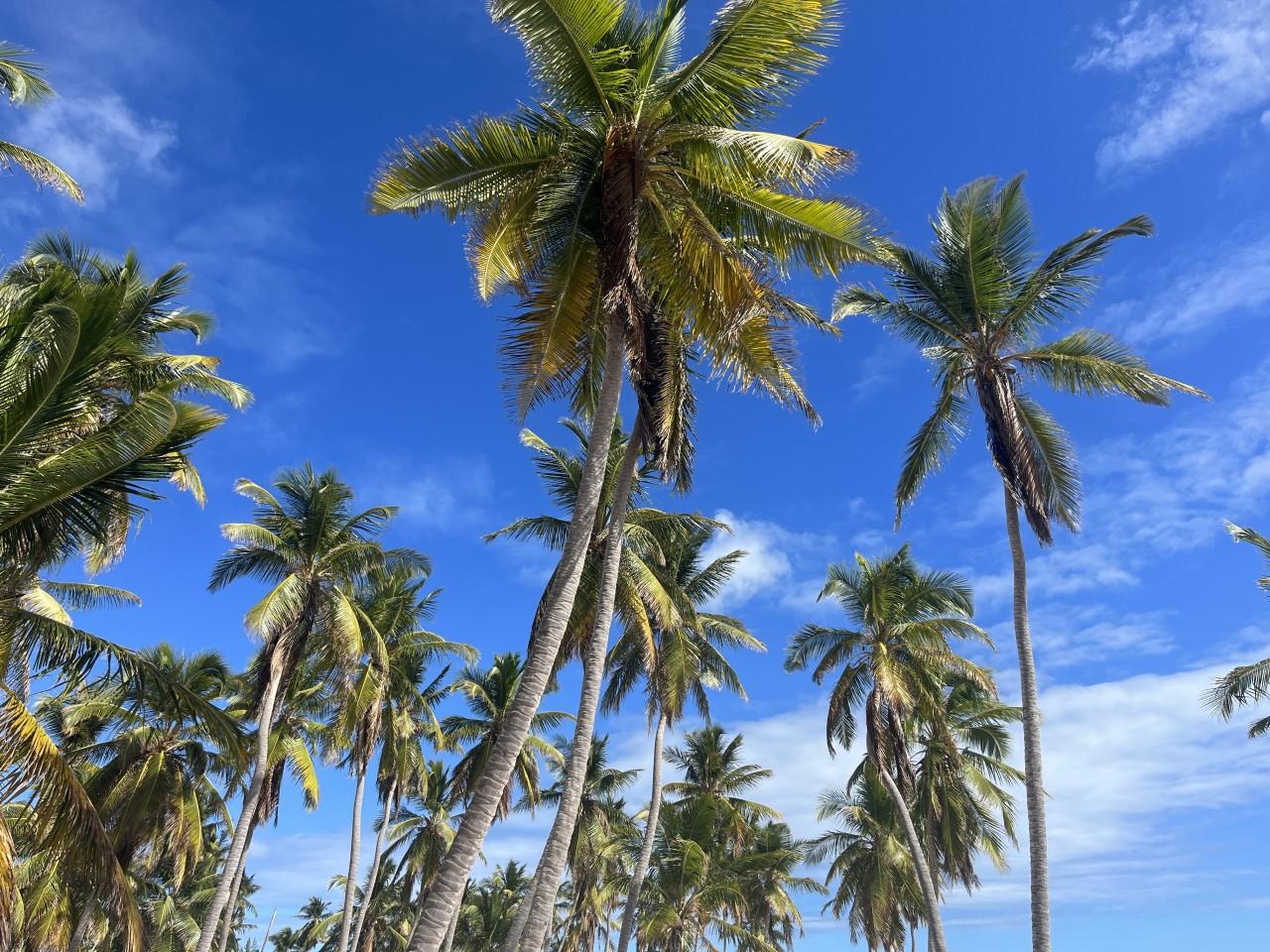 Saona Island Small-Group Escape with Lunch & Natural Pool