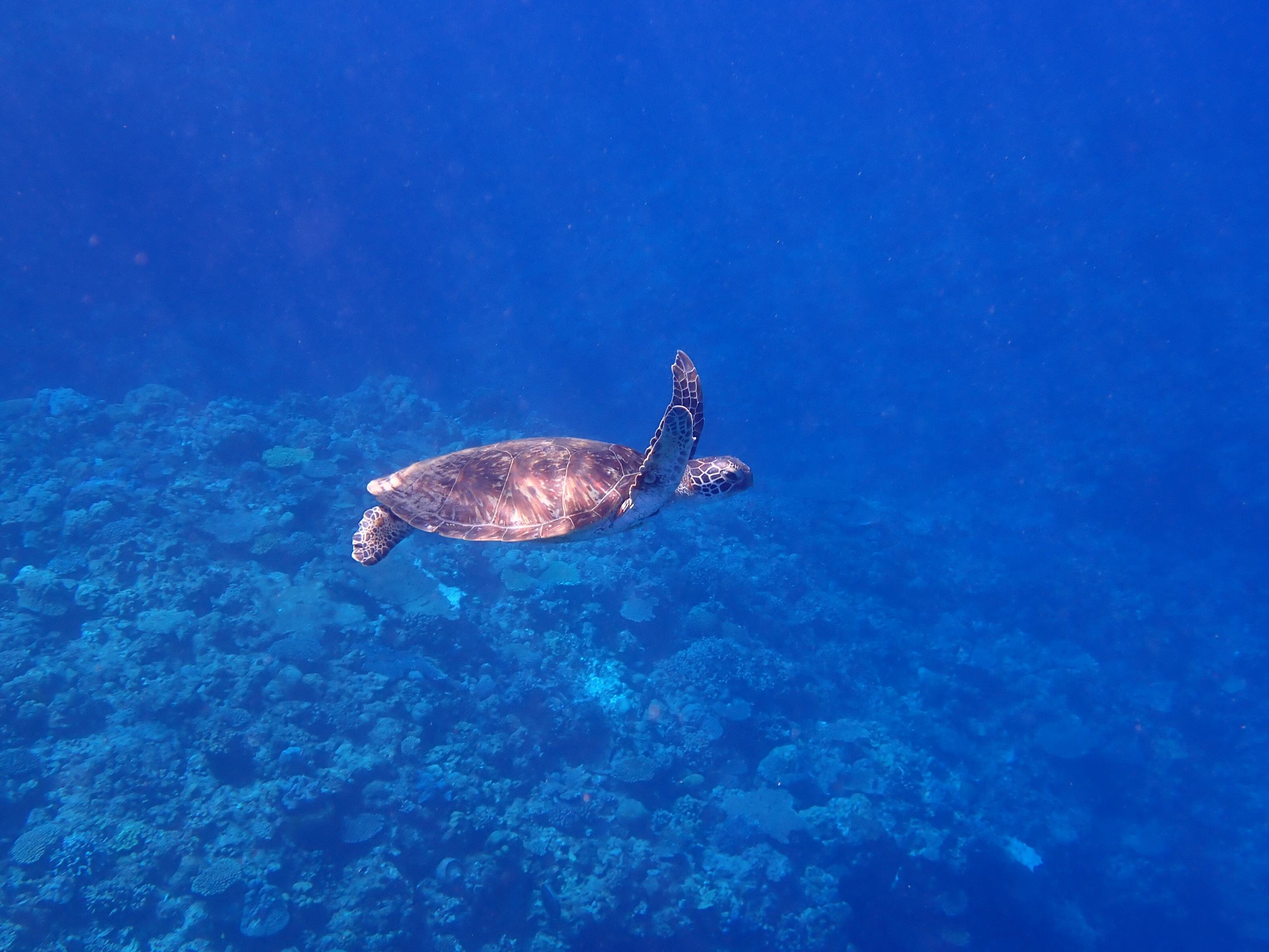 Naha or Chatan: Full‑Day Snorkeling in Kerama National Park