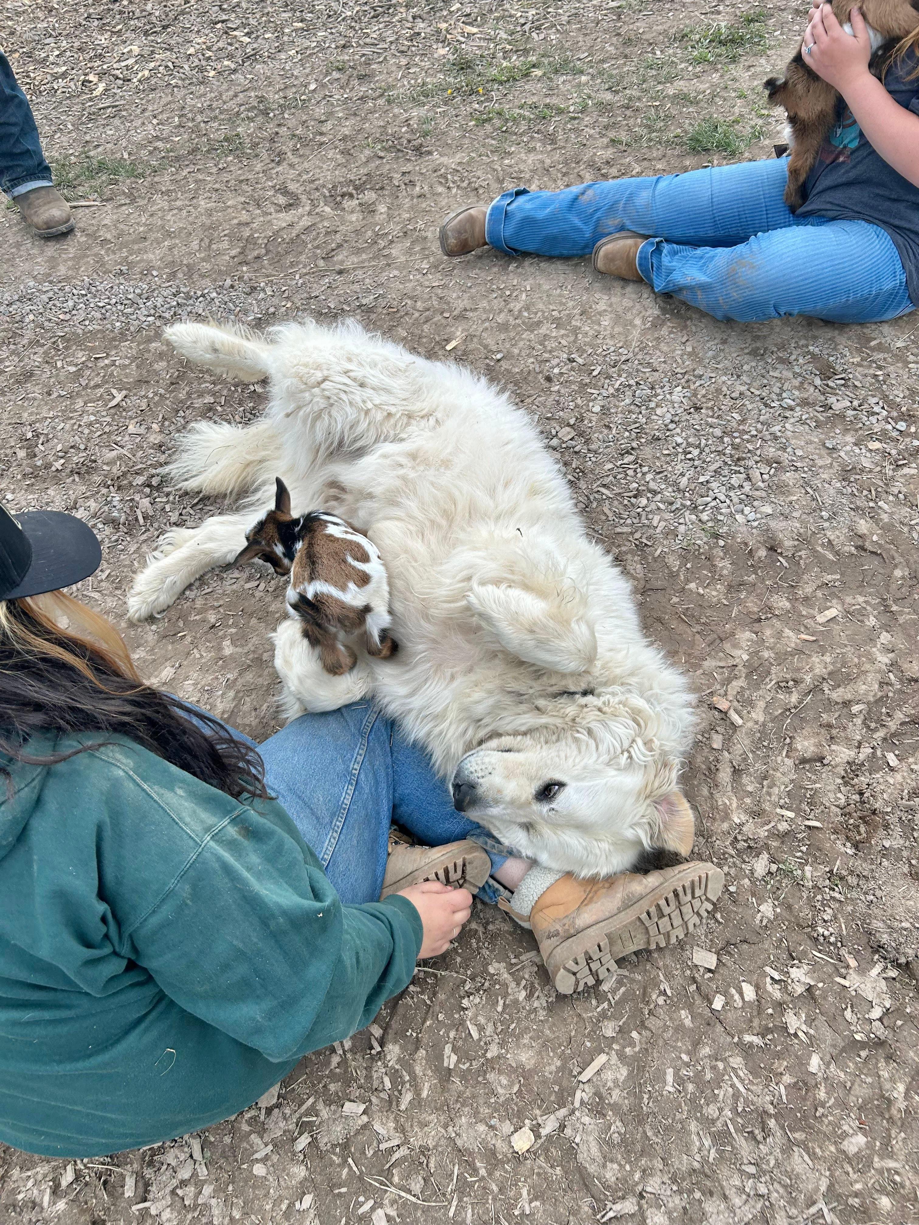 Glacier Farm: Entry Ticket or Guided Animal Tour