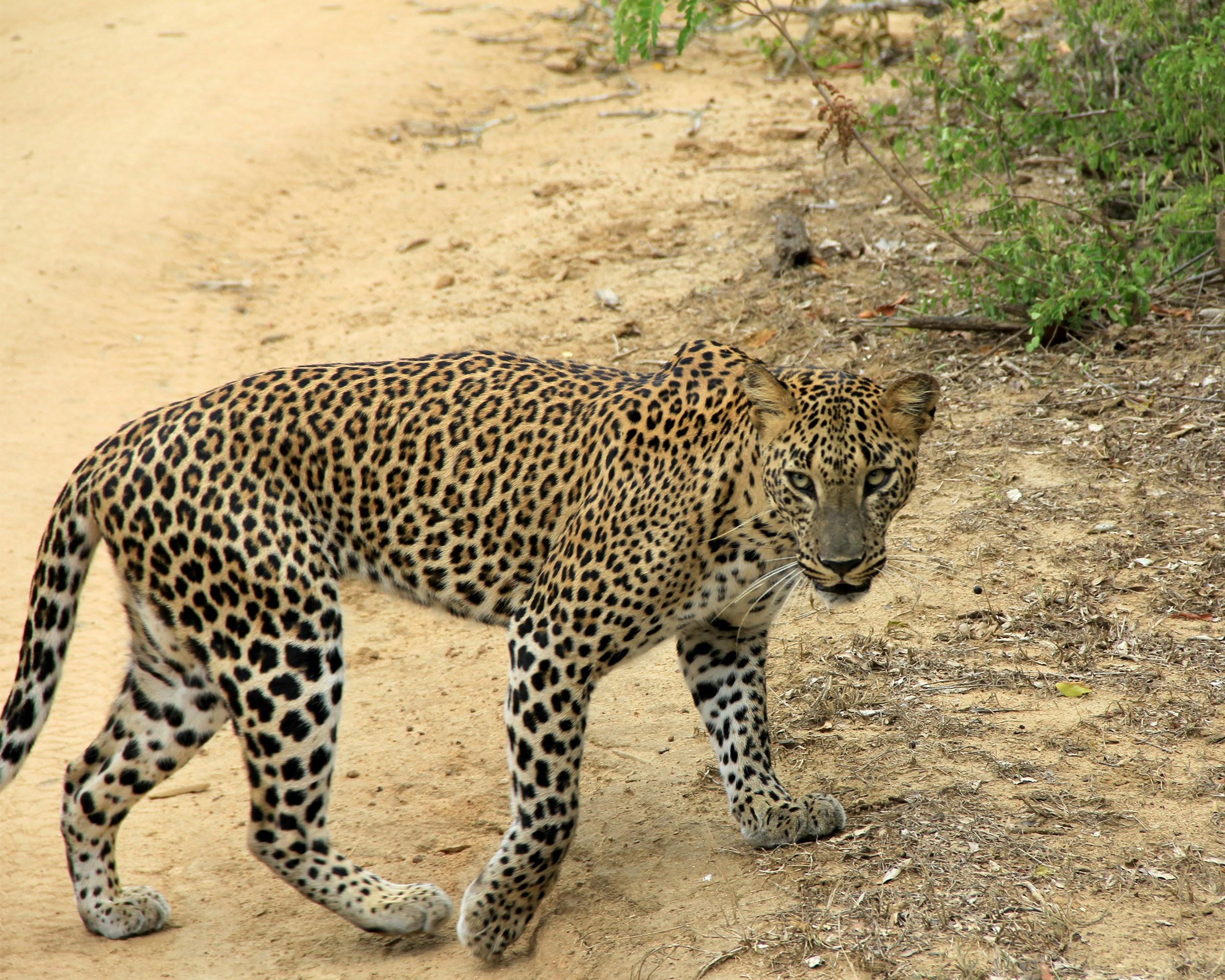 Private Yala National Park Safari with All-Inclusive Transfers