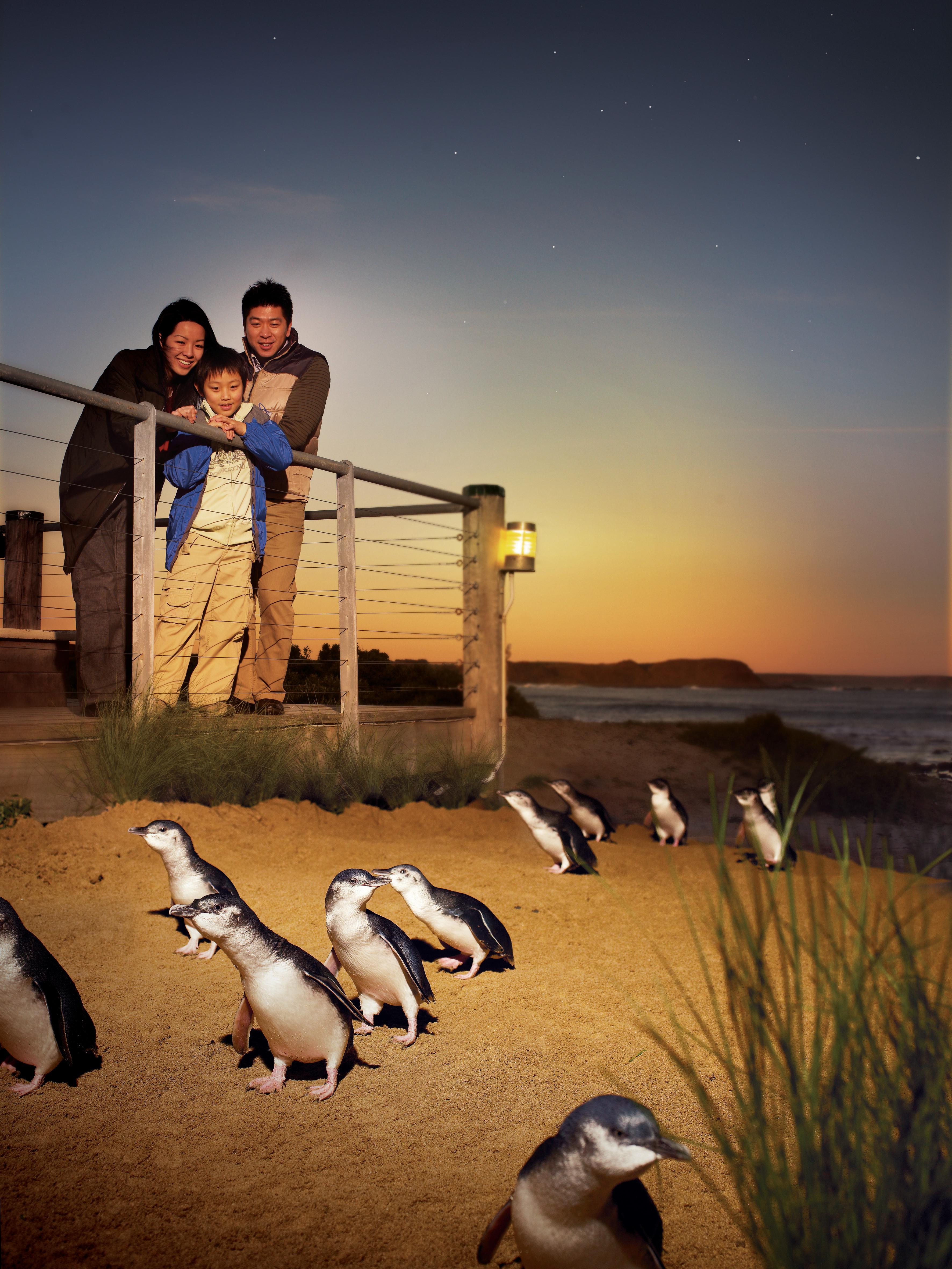 Luxury Phillip Island Penguin Parade & Wildlife Small-Group Tour