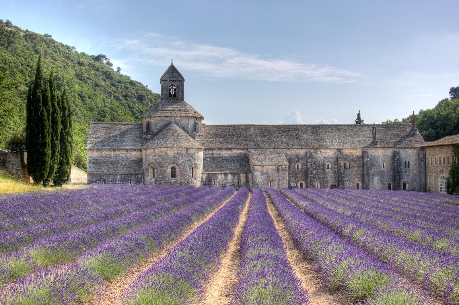 Valensole lavender fields in Provence — guided lavender tour photo 1