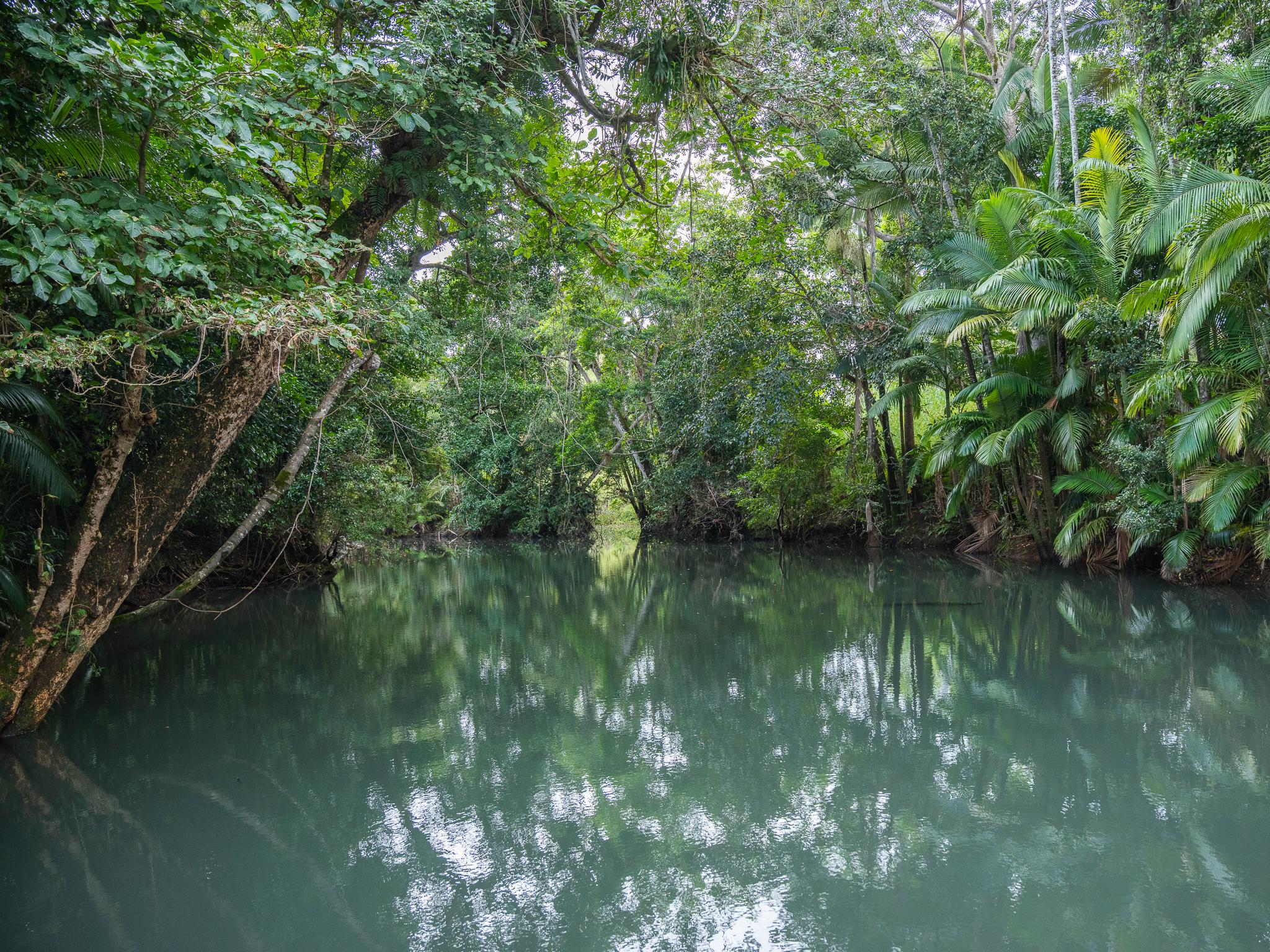 Cedar Creek Falls Eco Tour from Airlie Beach
