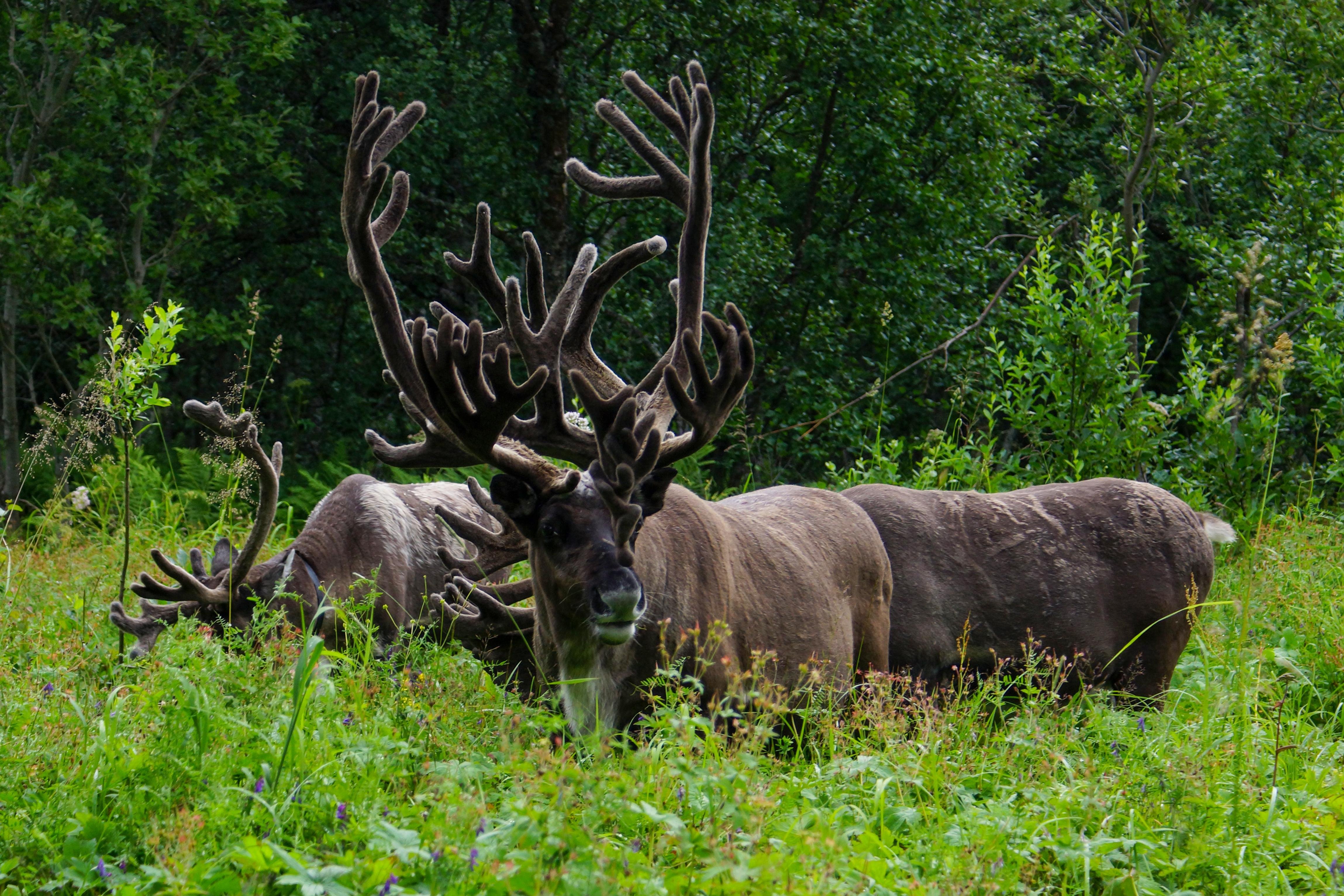 Sommarøy island Arctic Norway — image 16