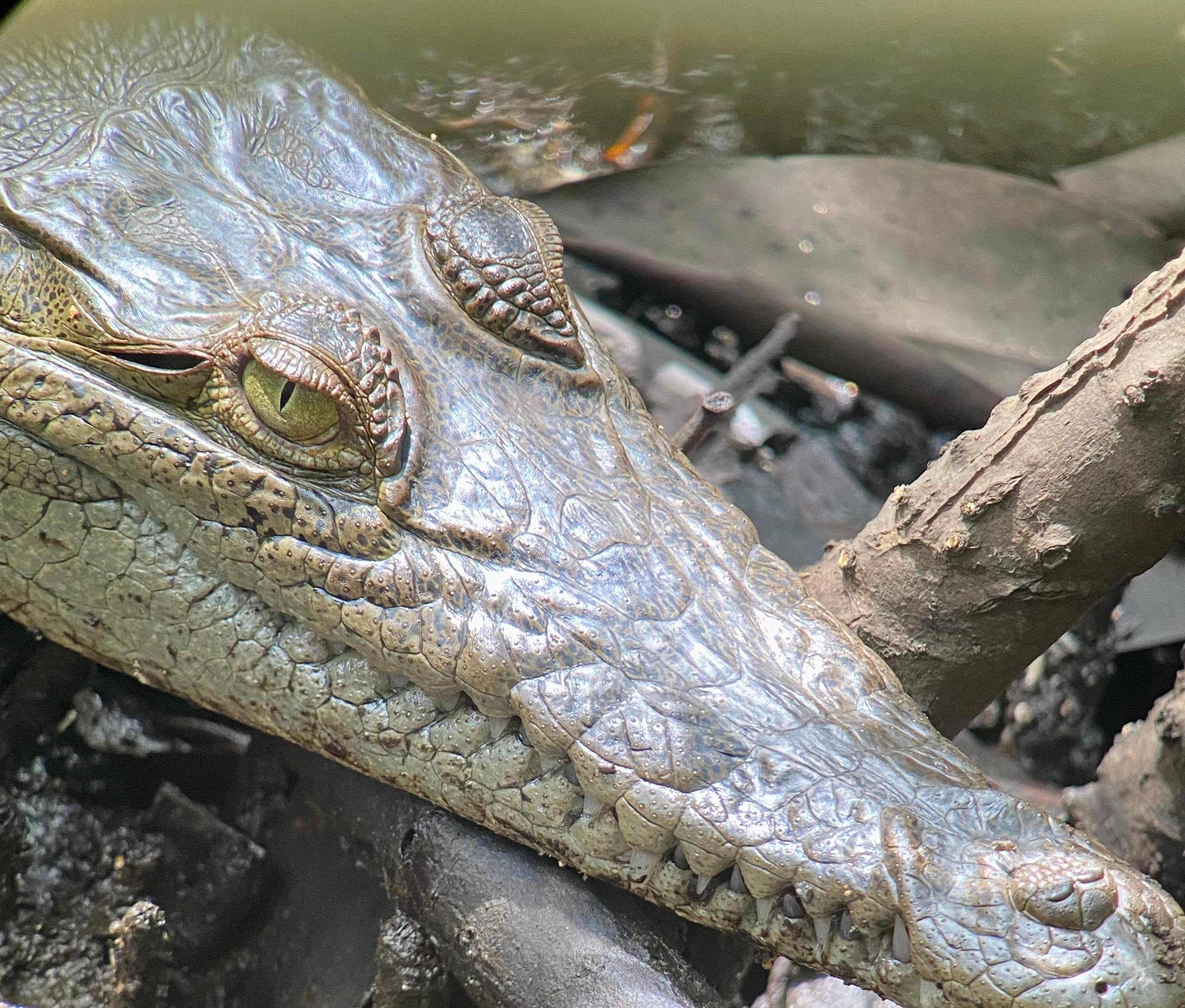 Manuel Antonio National Park: Naturalist-Led Wildlife Walking Tour