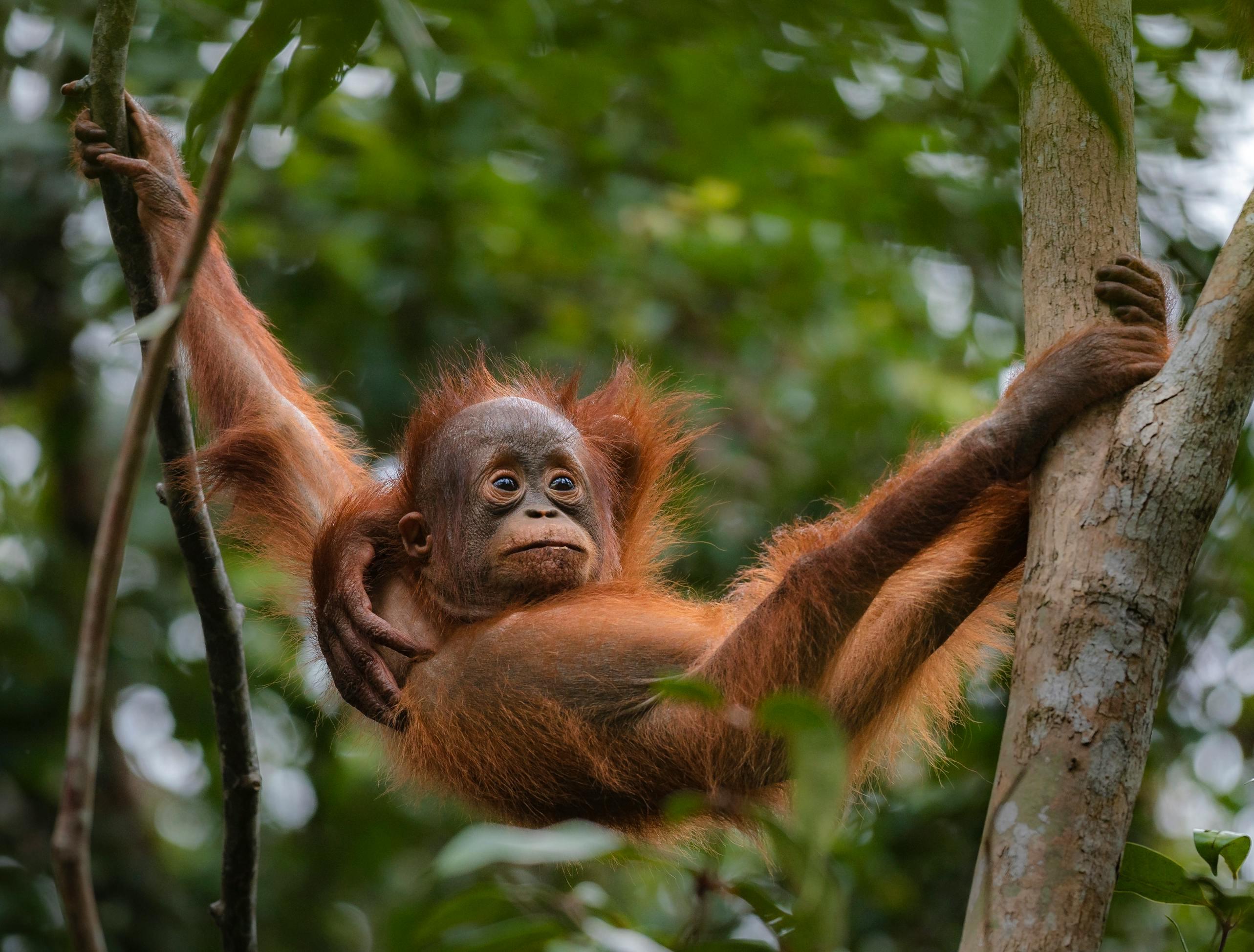 3-Day Tanjung Puting Orangutan River Cruise