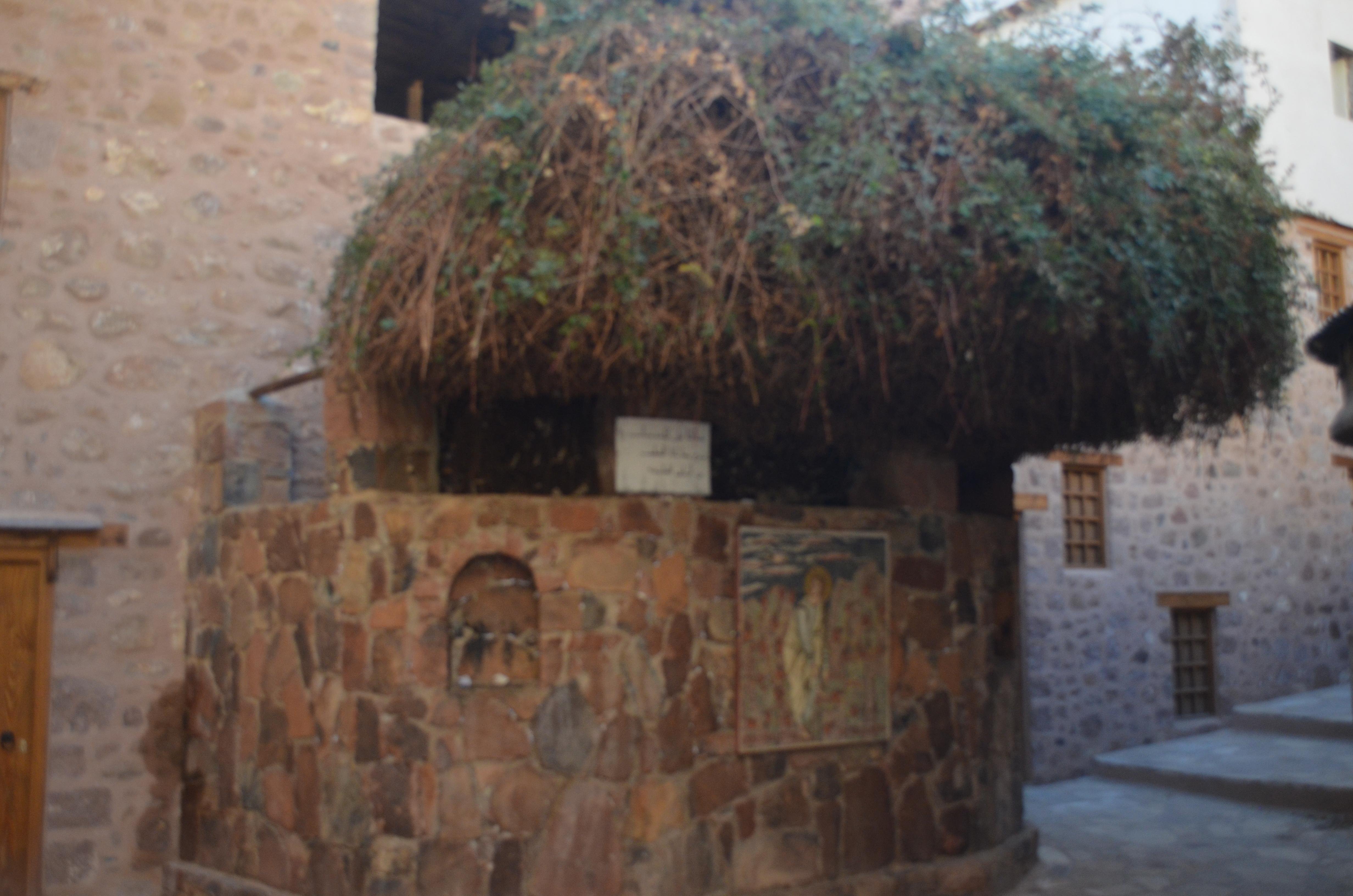 Sharm El Sheikh: Private Day Tour to Saint Catherine's Monastery