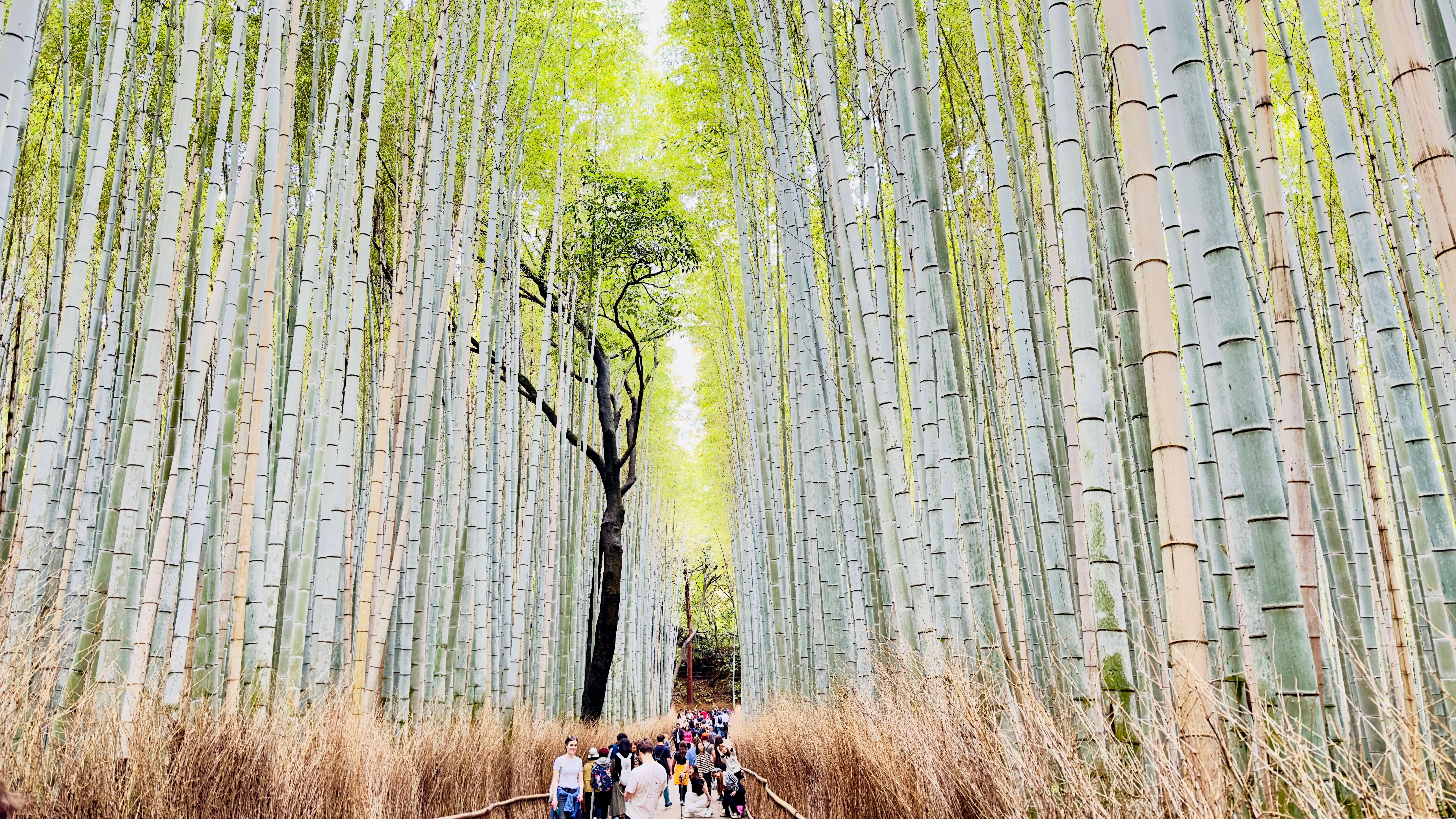 Privat høydepunkts-tur i Kyoto med sjåfør og engelskspråklig guide