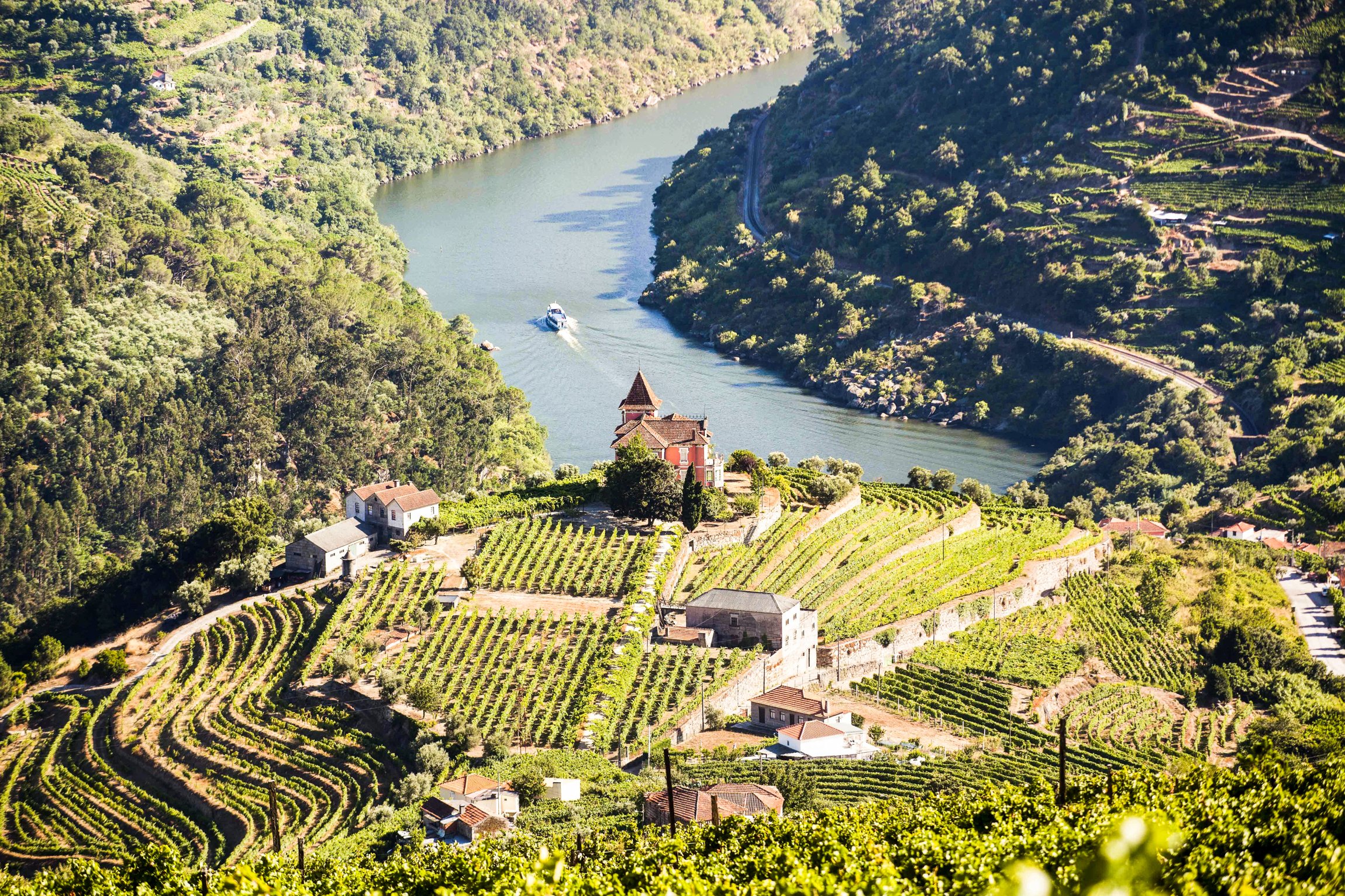 Douro Valley Day Trip: Boat Cruise, Wine Tasting & Traditional Lunch from Porto