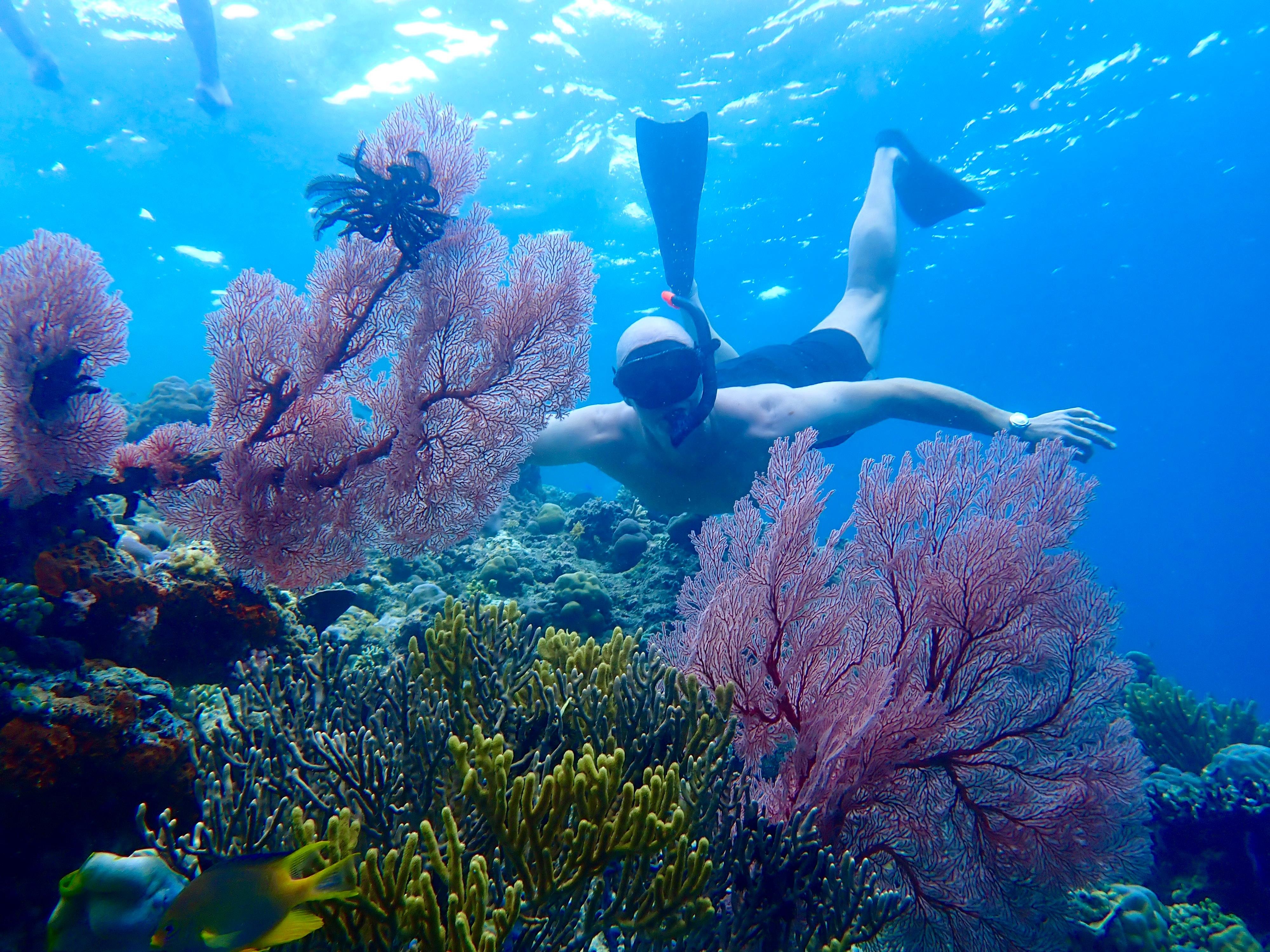 Menjangan Island Snorkeling Adventure with Beach Lunch