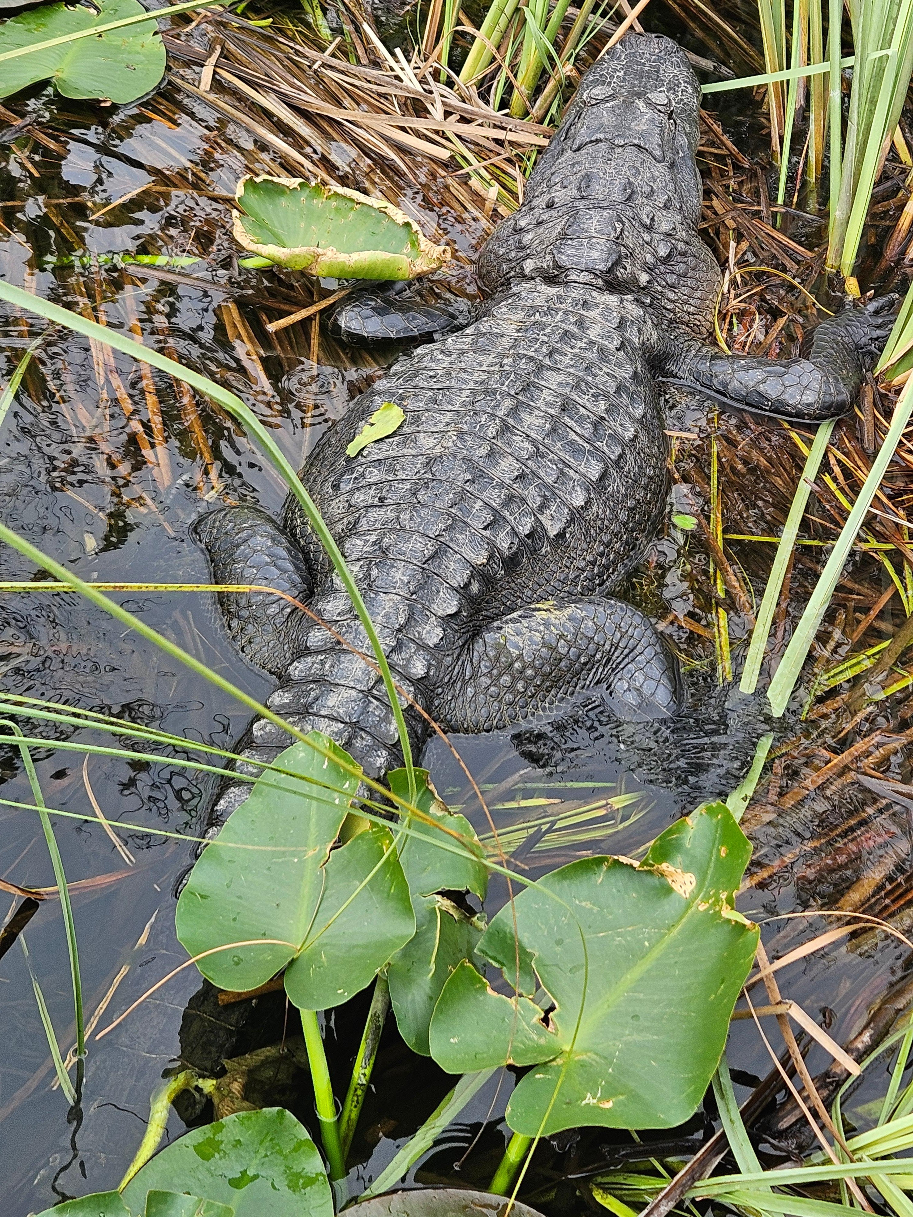 Everglades Airboat Adventure with Miami Beach Pickup
