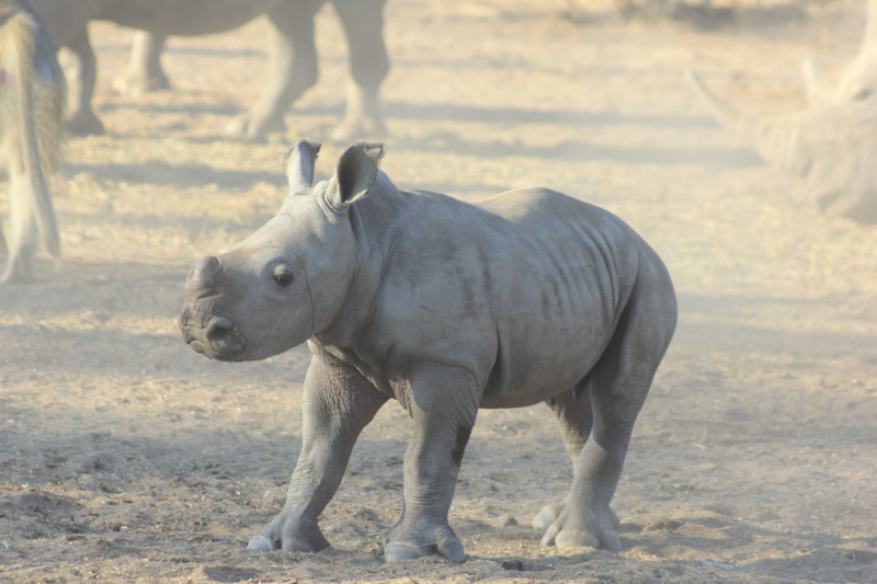 Rhino Tracking & Victoria Falls Combo