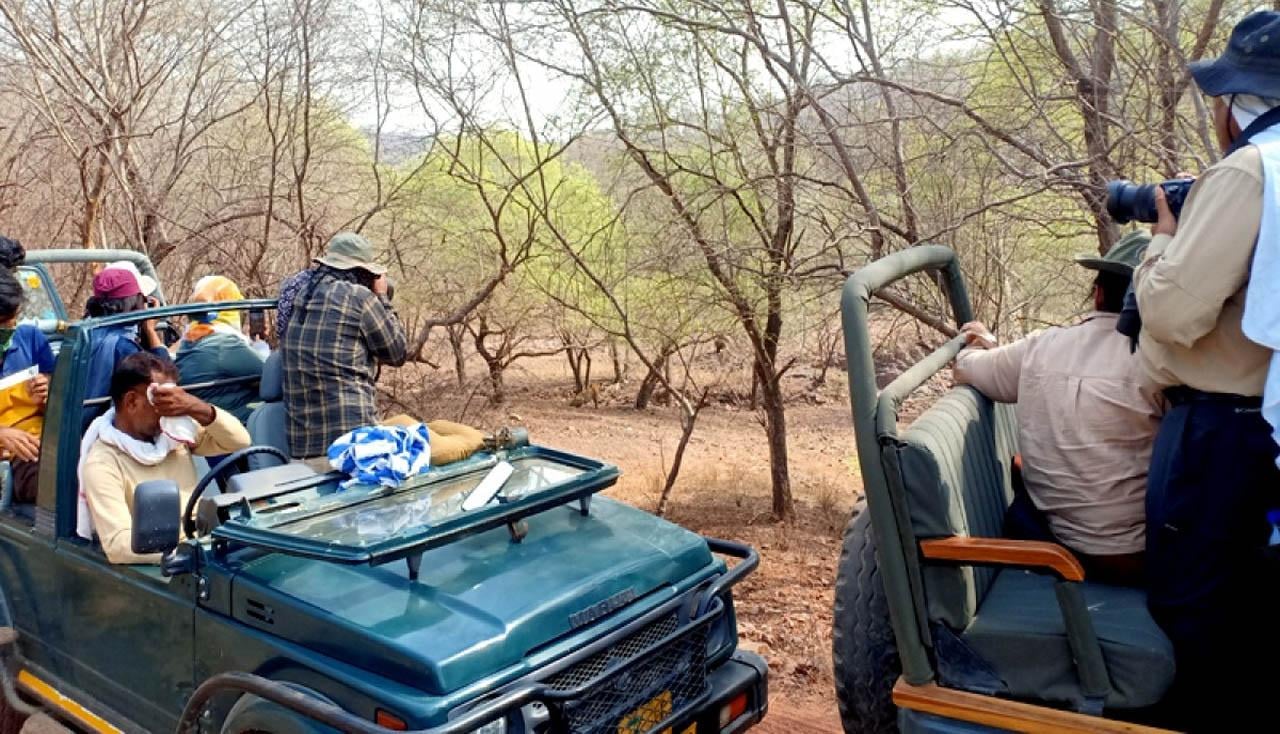 3-Day Ranthambore Tiger Safari Expedition from Delhi