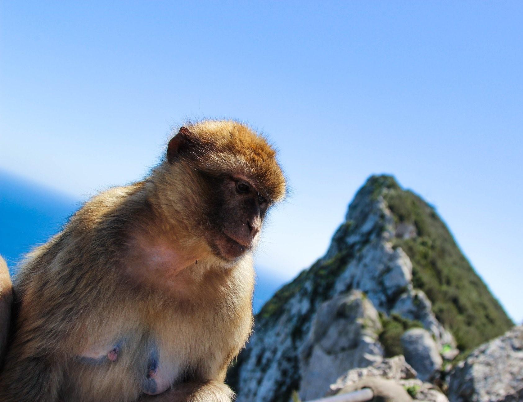 Gibraltar Day Trip from Málaga with Guide & Free Time