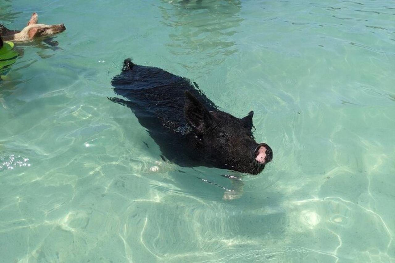 Nassau Private Pig Beach & Snorkeling Excursion
