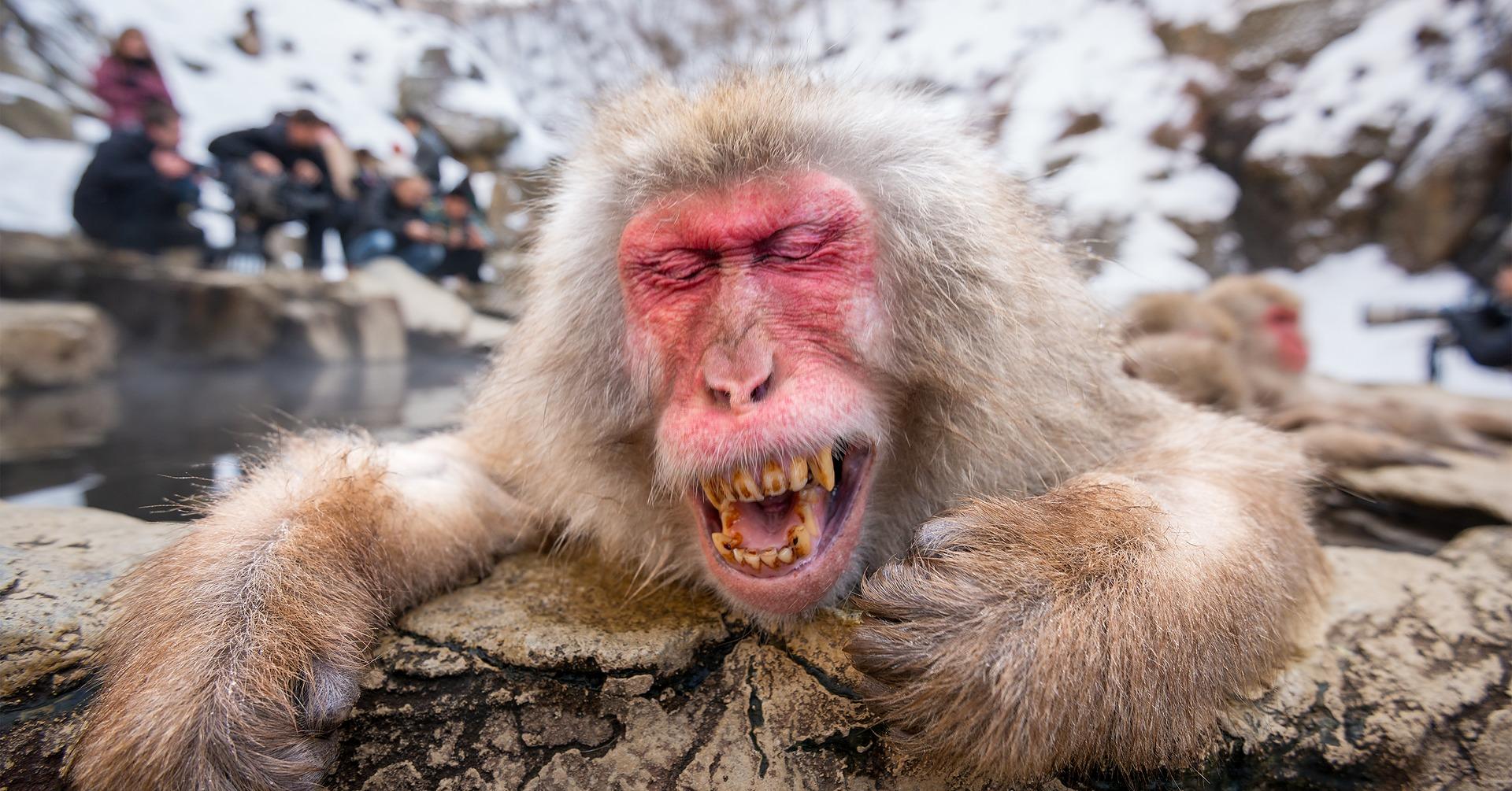 Nagano Snow Monkey & Zenkoji Temple Private Day Tour from Tokyo
