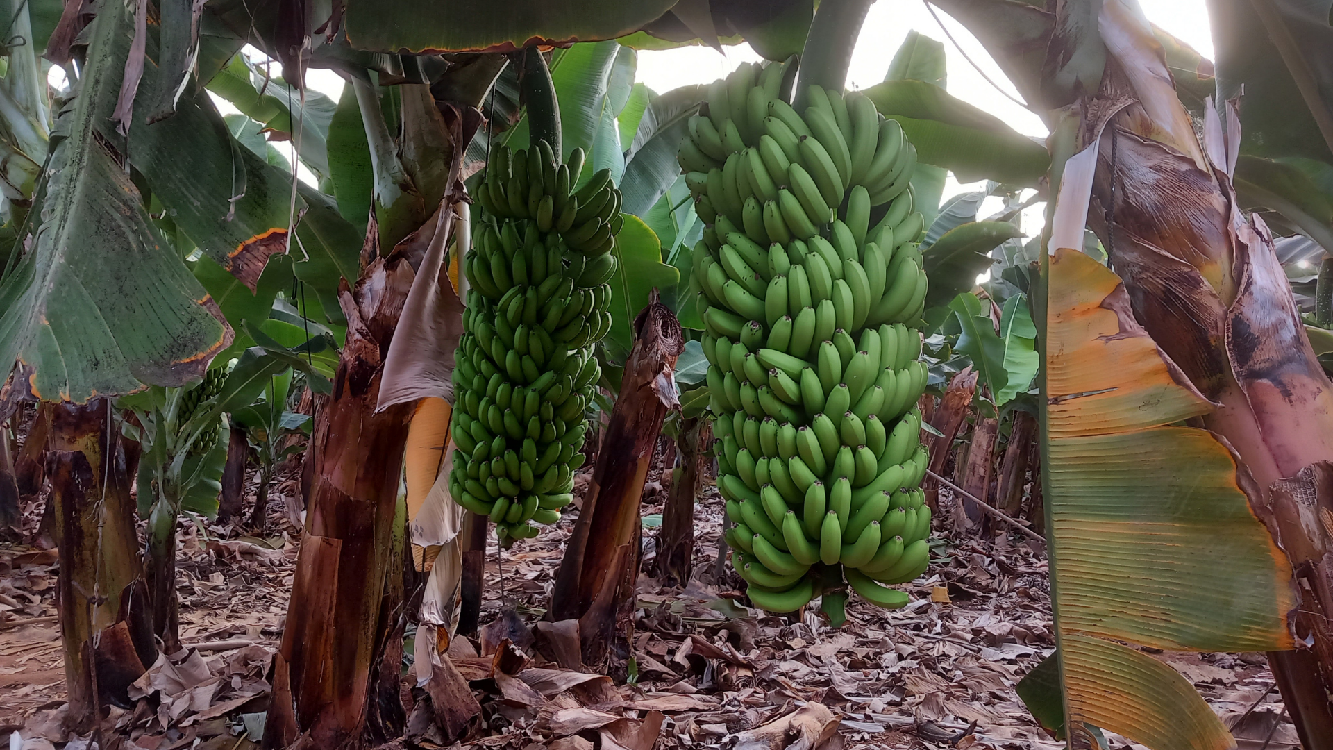 Tenerife Banana Plantation & Wine Tasting Tour
