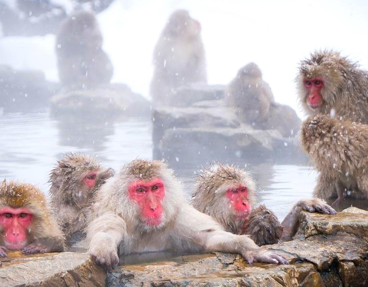 Private Snow Monkey & Nagano Heritage Day Tour from Tokyo