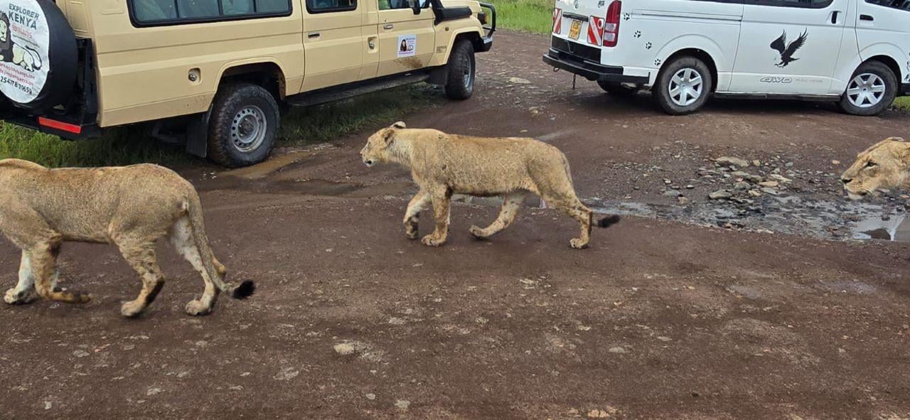 Nairobi Safari: National Park, Elephant Orphanage & Giraffe Center