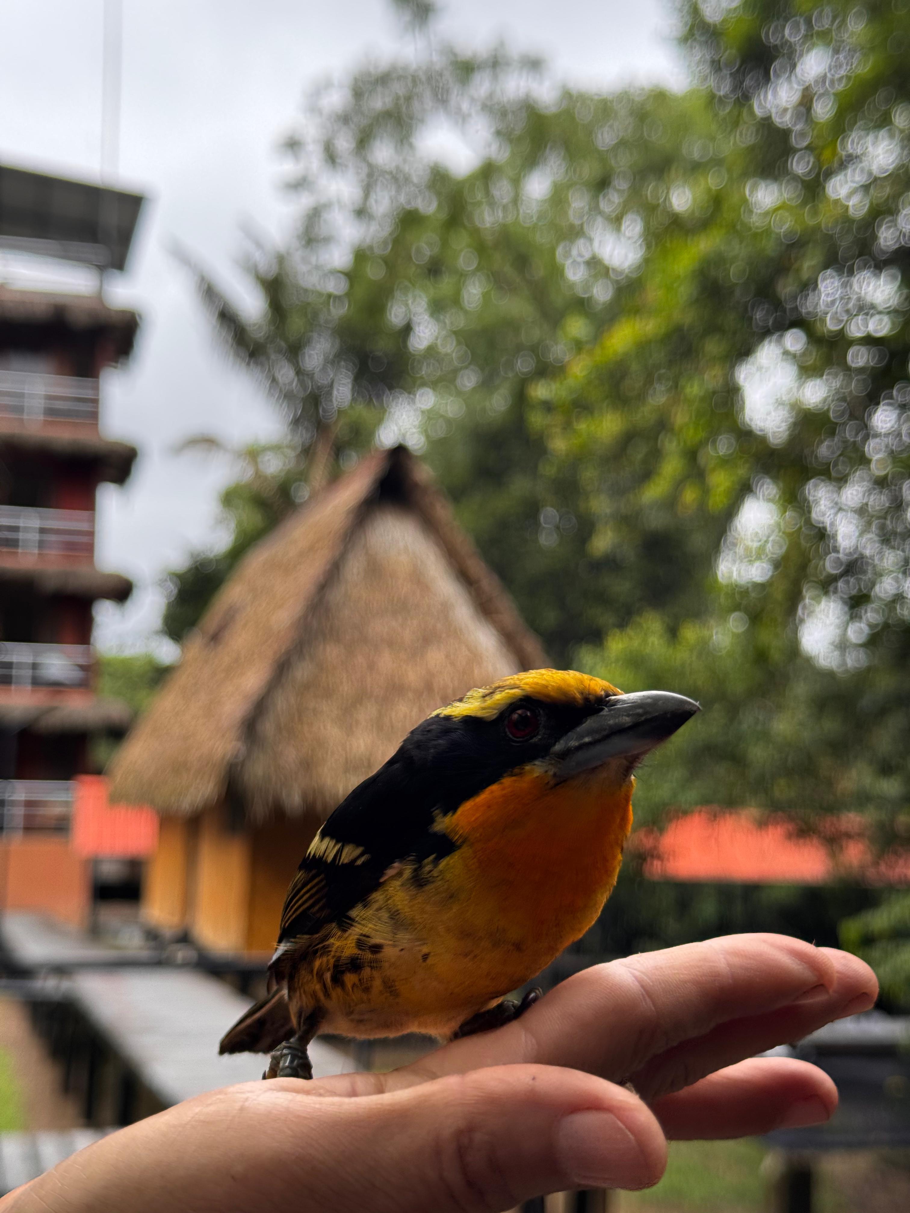 Cuyabeno Amazon Reserve: 3-Day Jungle Immersion