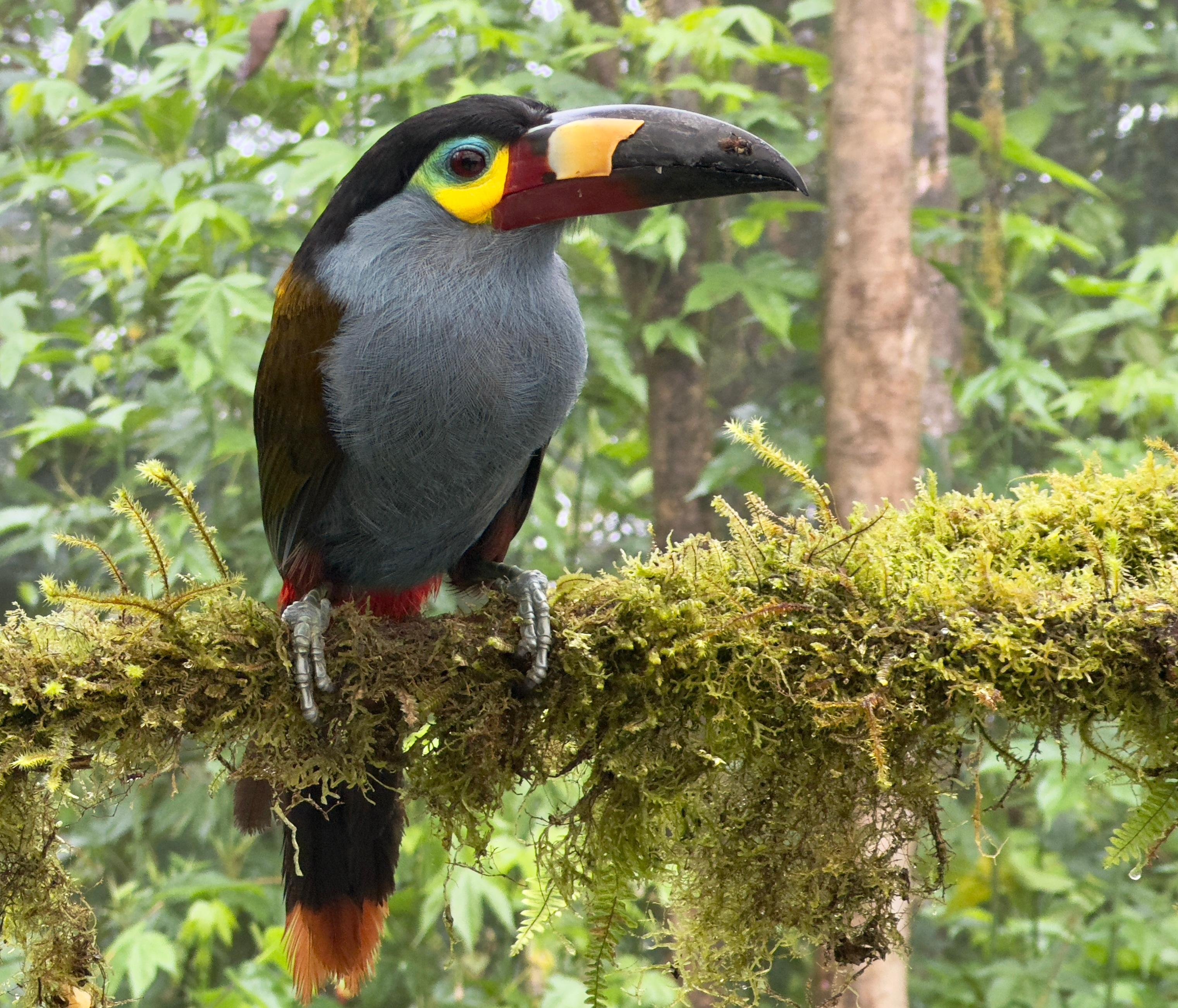 Mindo Cloud Forest & Hummingbird Sanctuary Day Tour