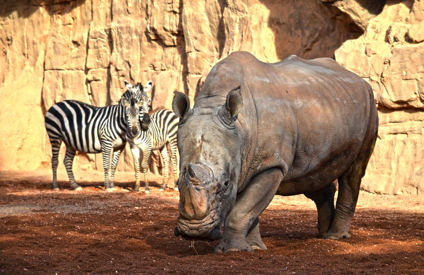 Bioparc Valencia Entry Ticket