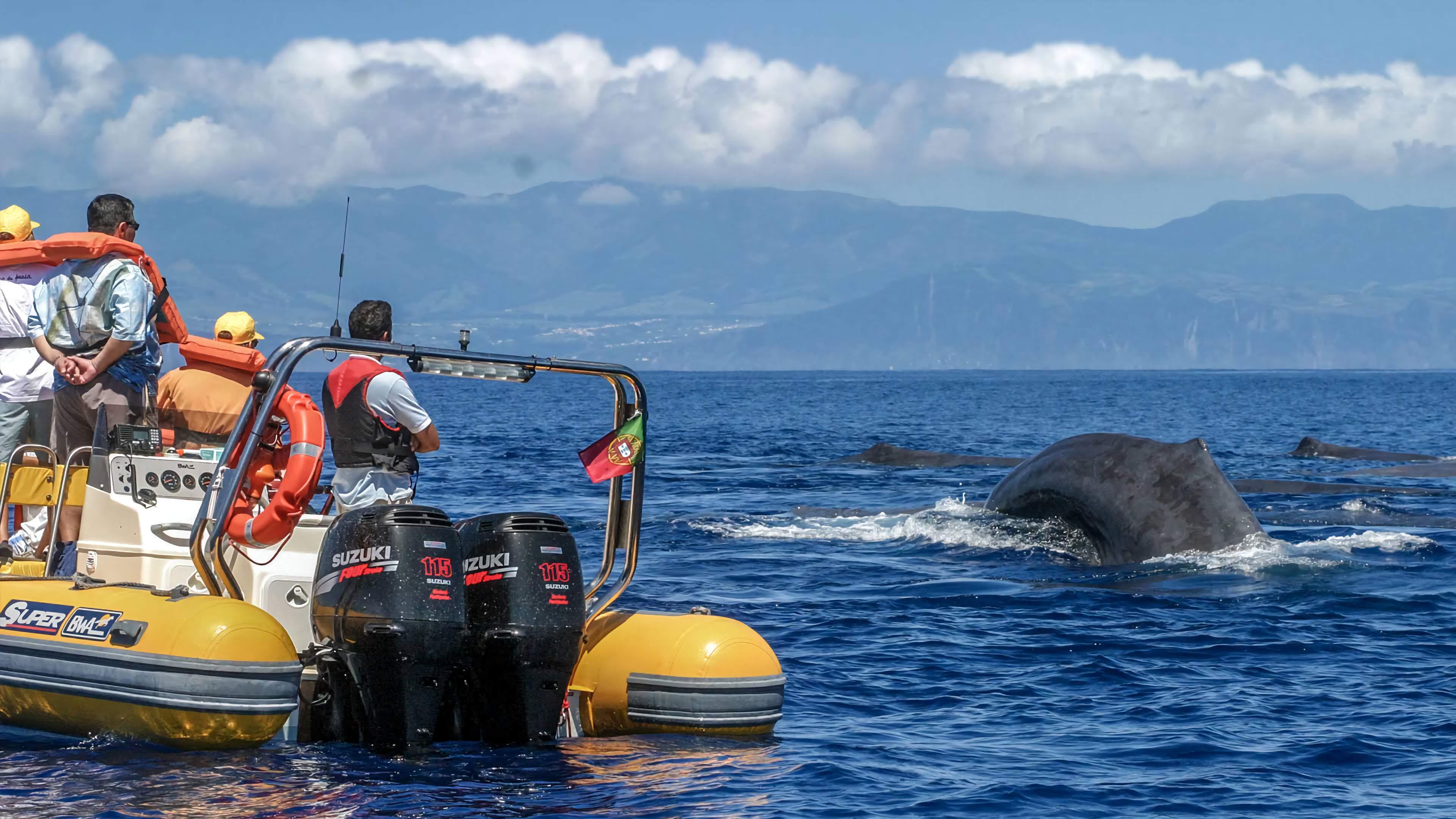 Azores Whale & Dolphin Watching Zodiac Tour with Marine Biologist