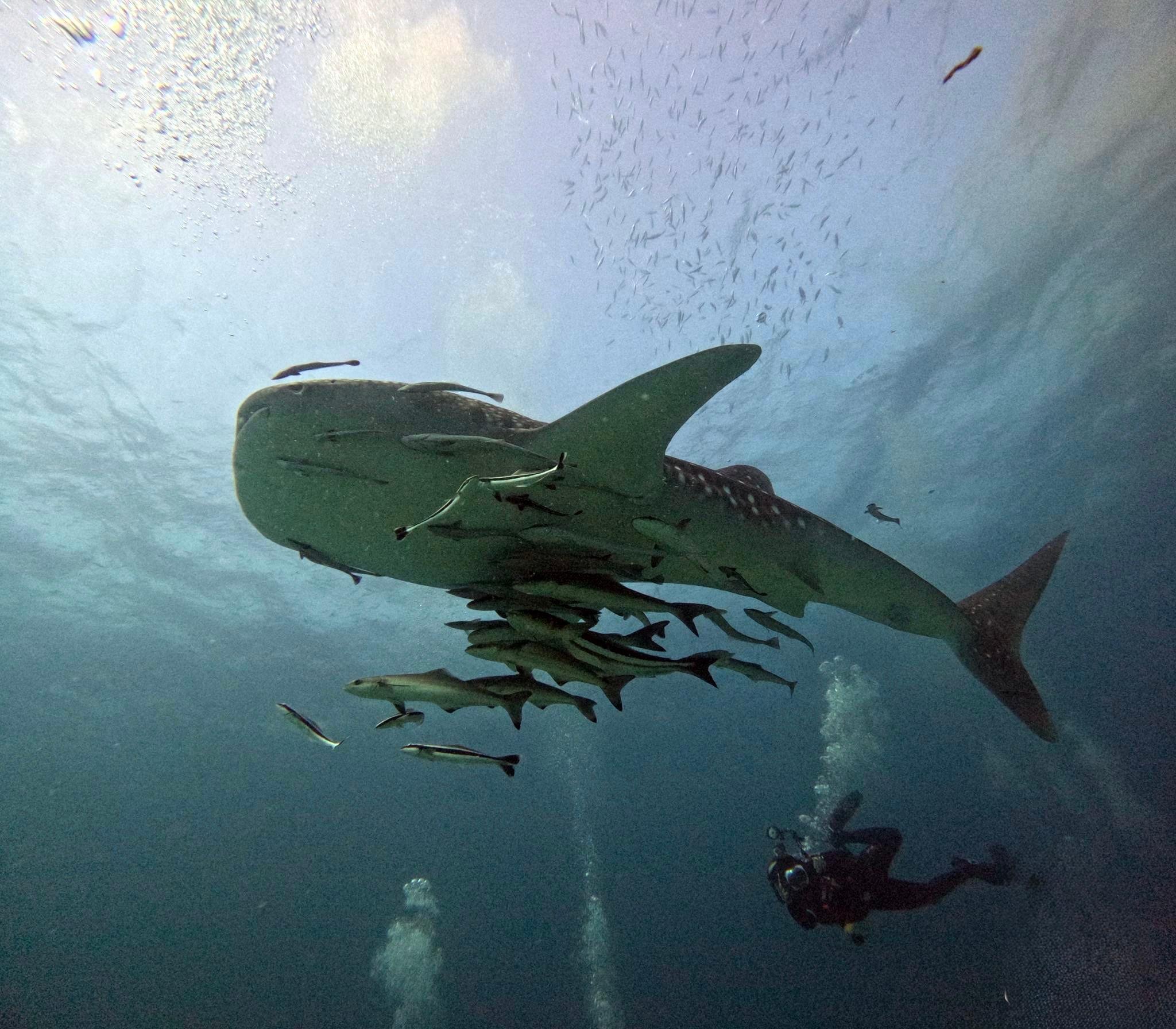 Koh Phi Phi Certified Diver Fun Dive Experience