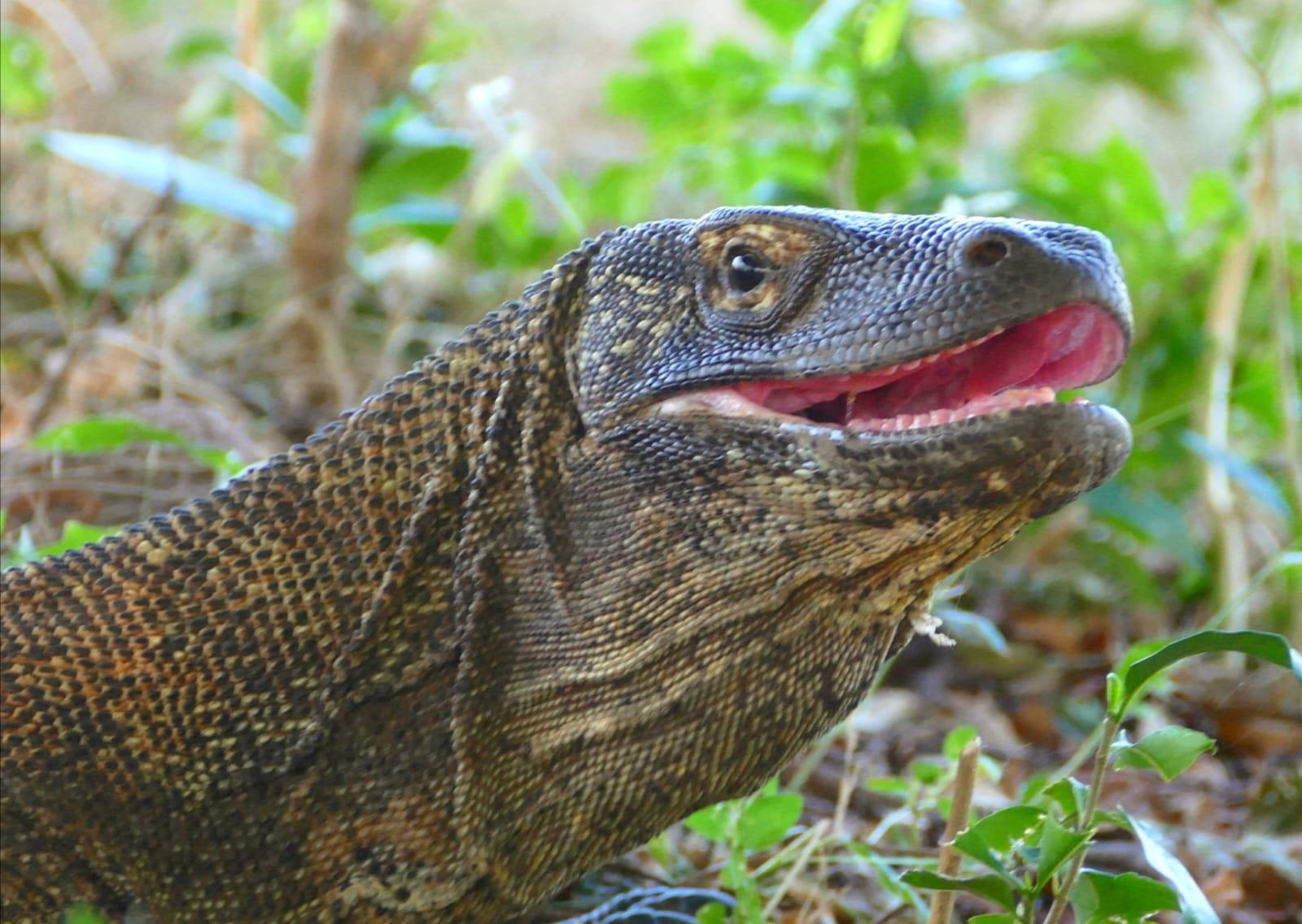 Labuan Bajo: Full-Day Komodo National Park Explorer