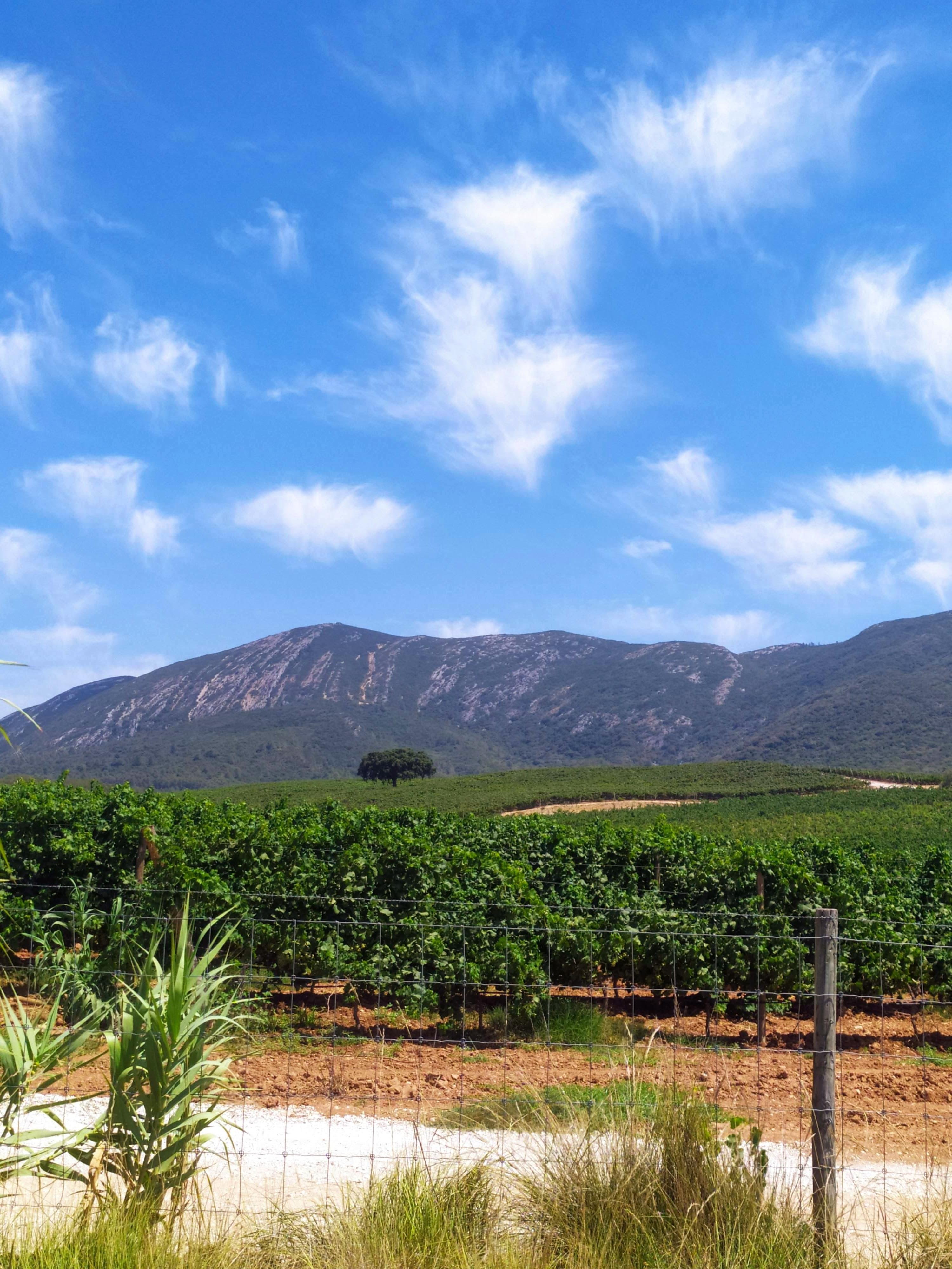 Arrábida Wine & Coast Private Tour from Lisbon