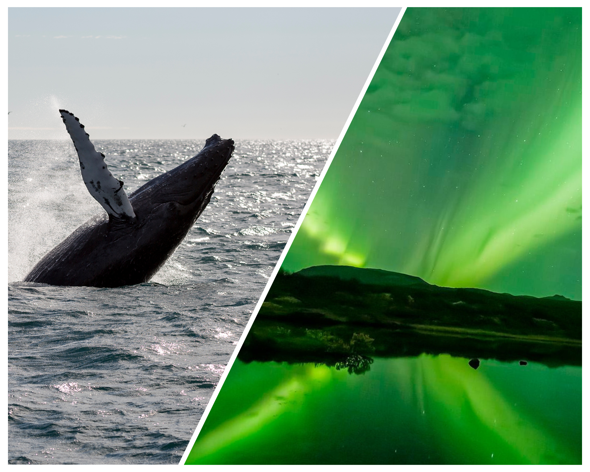 Whale Watching & Northern Lights Evening Cruise
